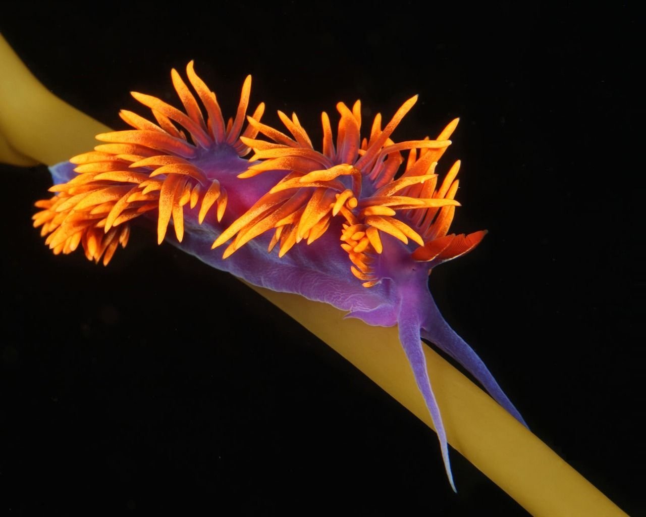  nudibranch seaslug