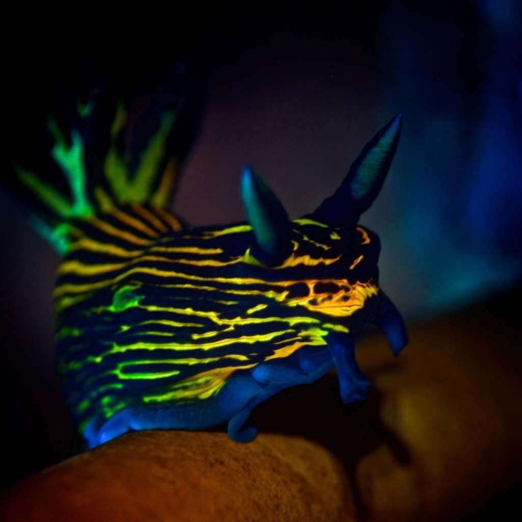  nudibranch seaslug roboastra-luteolineata