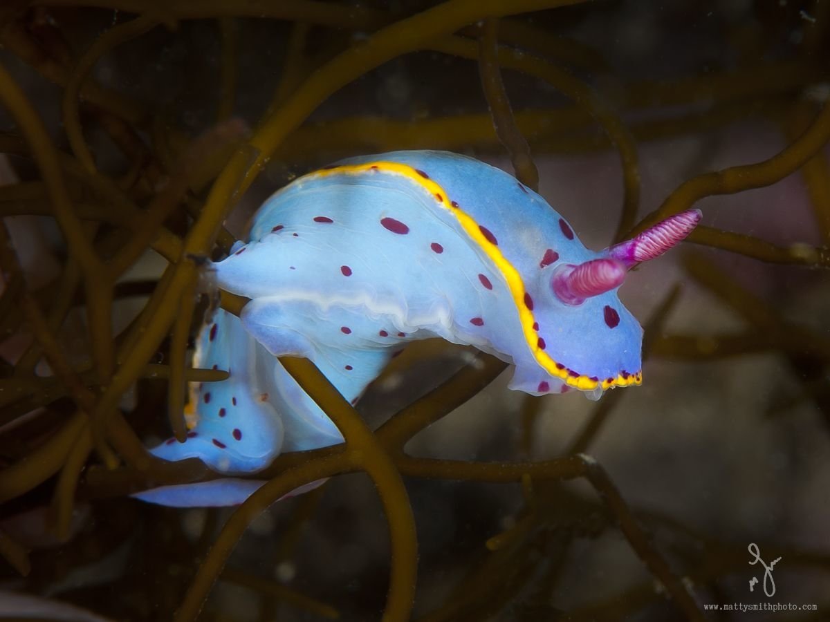  nudibranch seaslug hypselodoris-bennetti