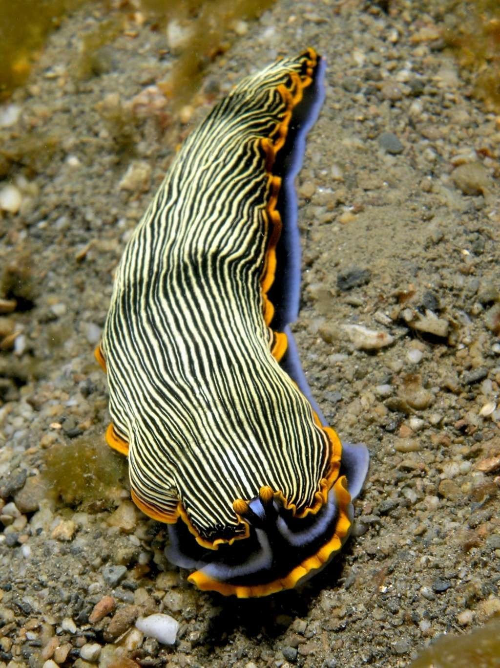  nudibranch seaslug armina-abbotti