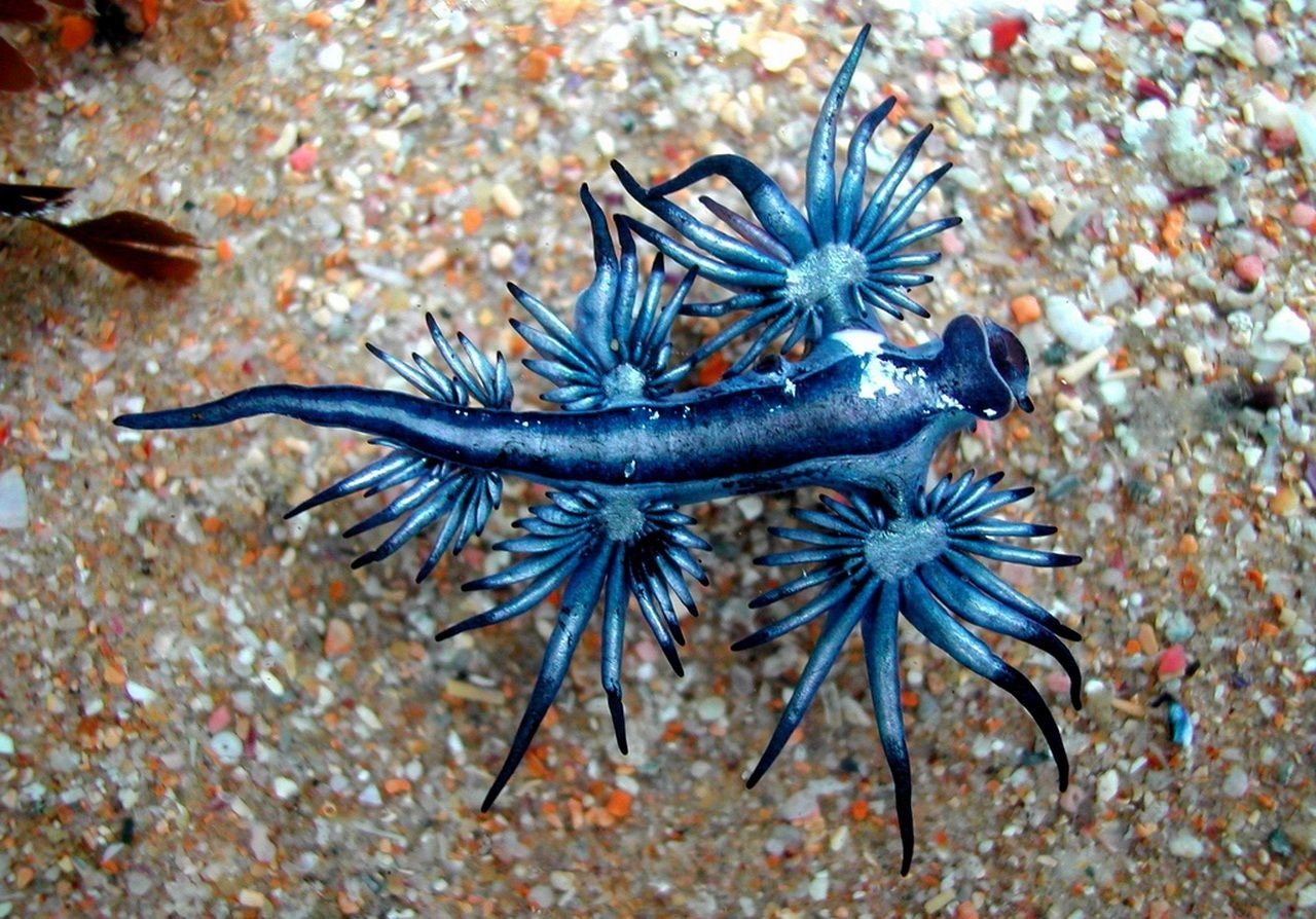  nudibranch seaslug Glaucus atlanticus or Blue dragon