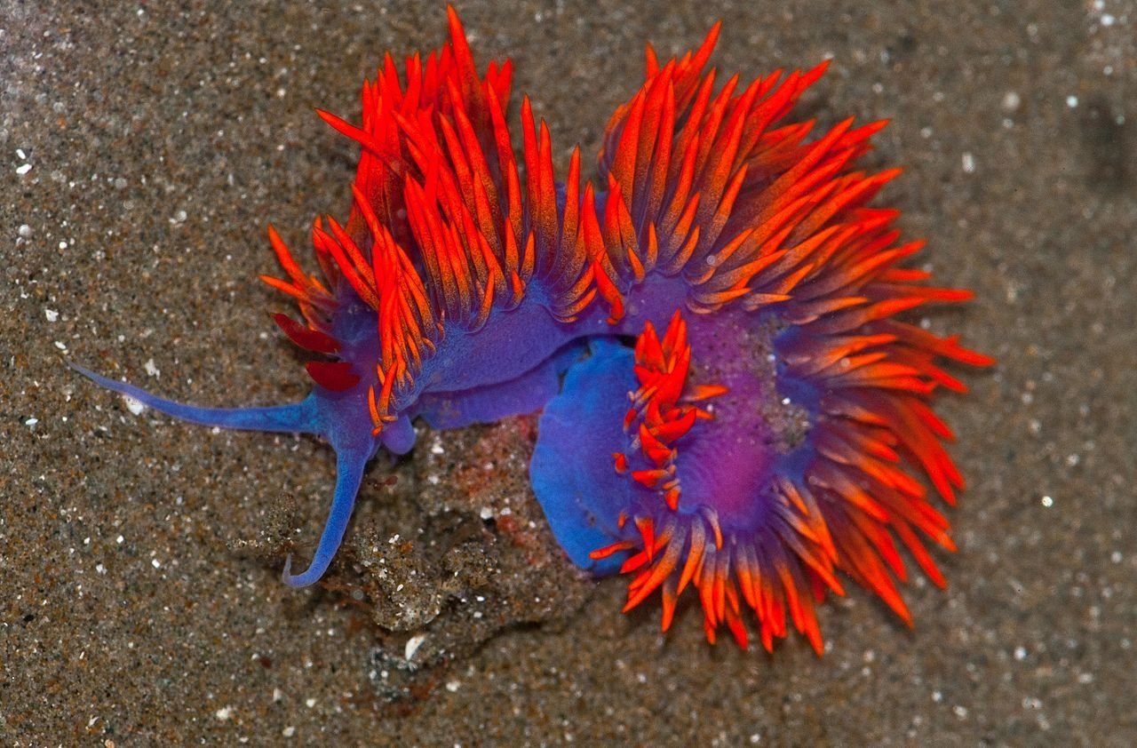  nudibranch seaslug Flabellina Iodinea