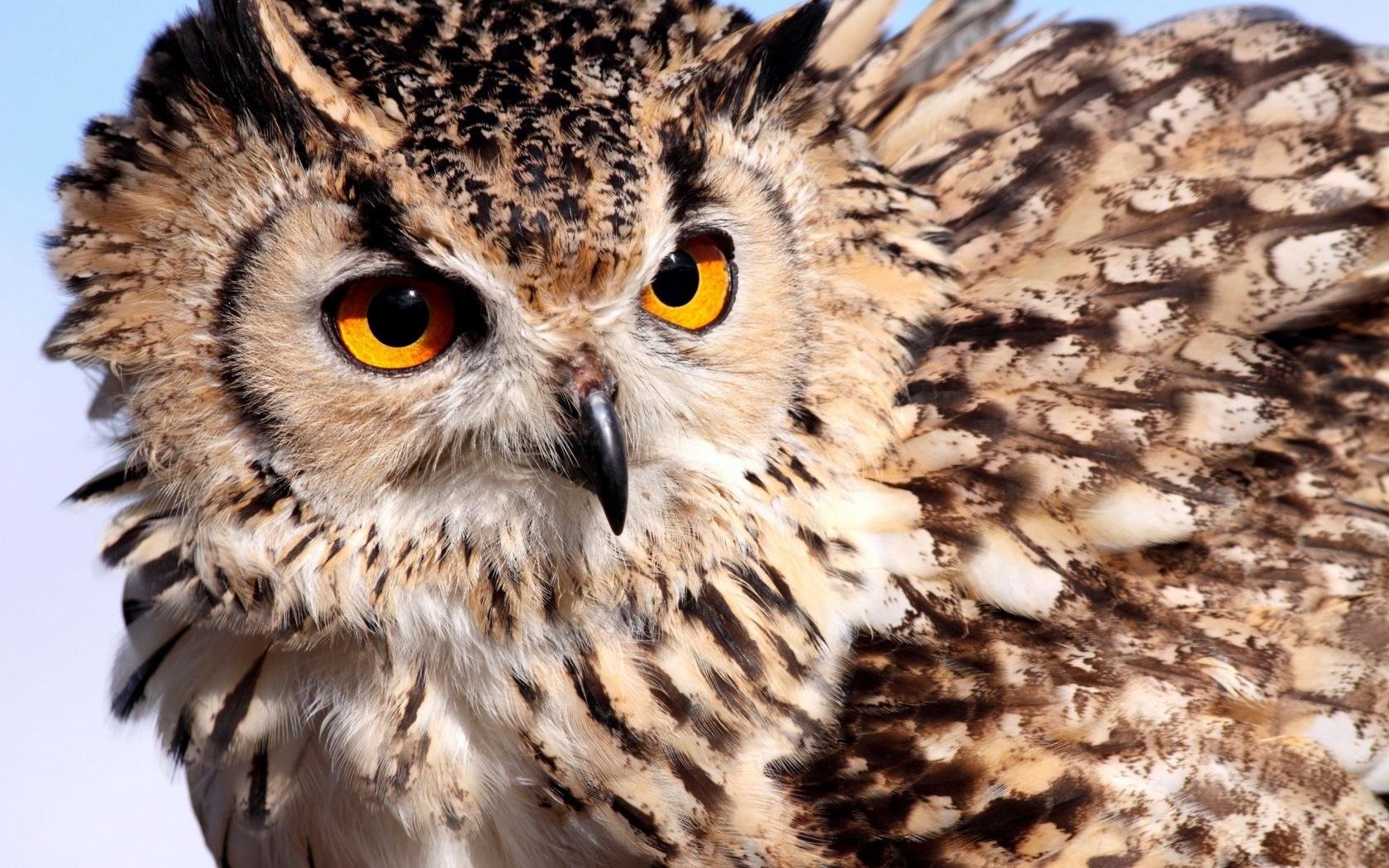 Download Animal Owl Image