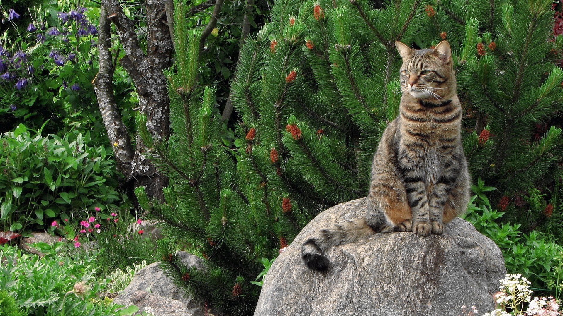 Tabby cat (animal) perched on a rock in a lush garden with pine and flowering plants, alert and gazing upward.