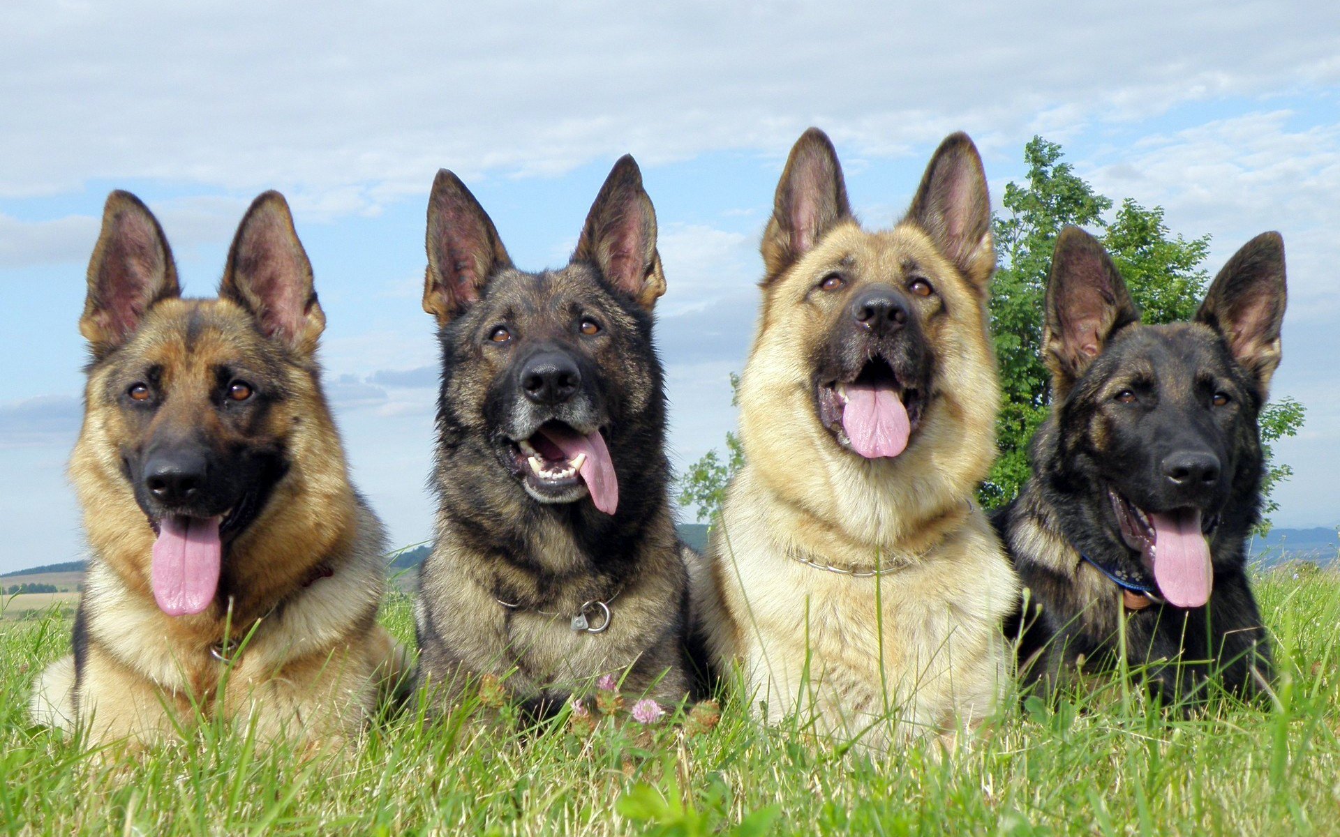 Four German Shepherds lying in a grassy field, tongues out, facing the camera under a partly cloudy sky.