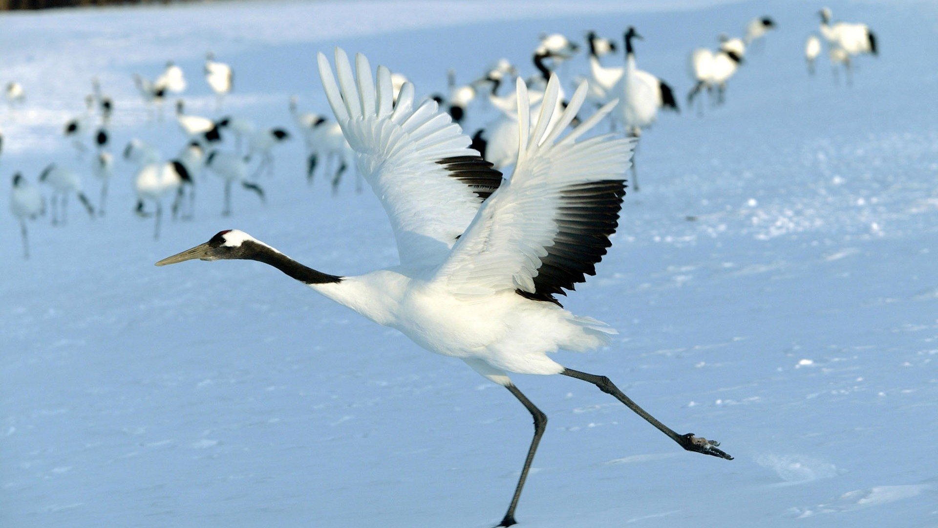 Red-crowned crane, a large white bird and wetland animal, lifts off across a snowy field while a flock of cranes gathers in the background.