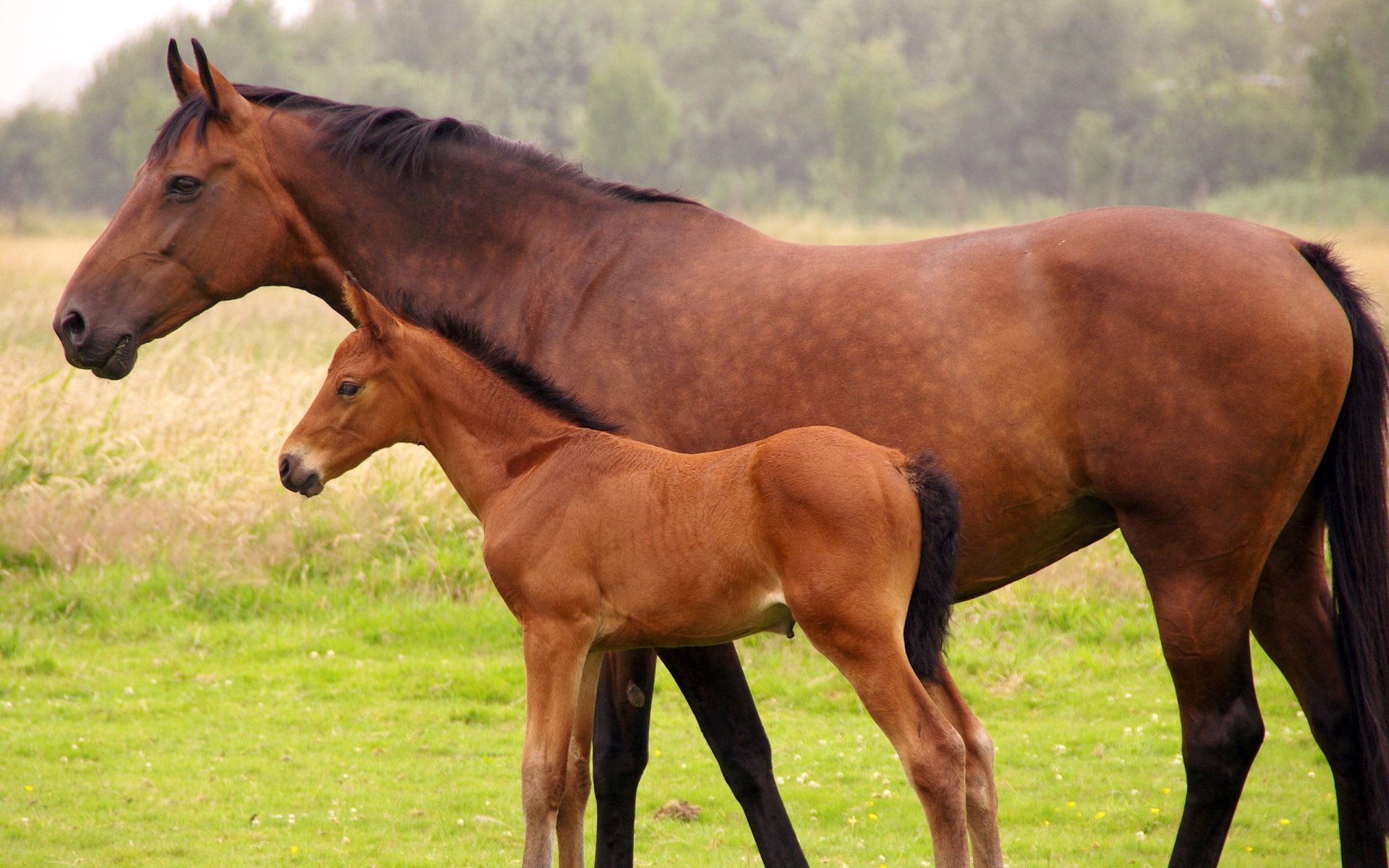 A brown horse stands closely beside its foal in a grassy field with trees in the background.