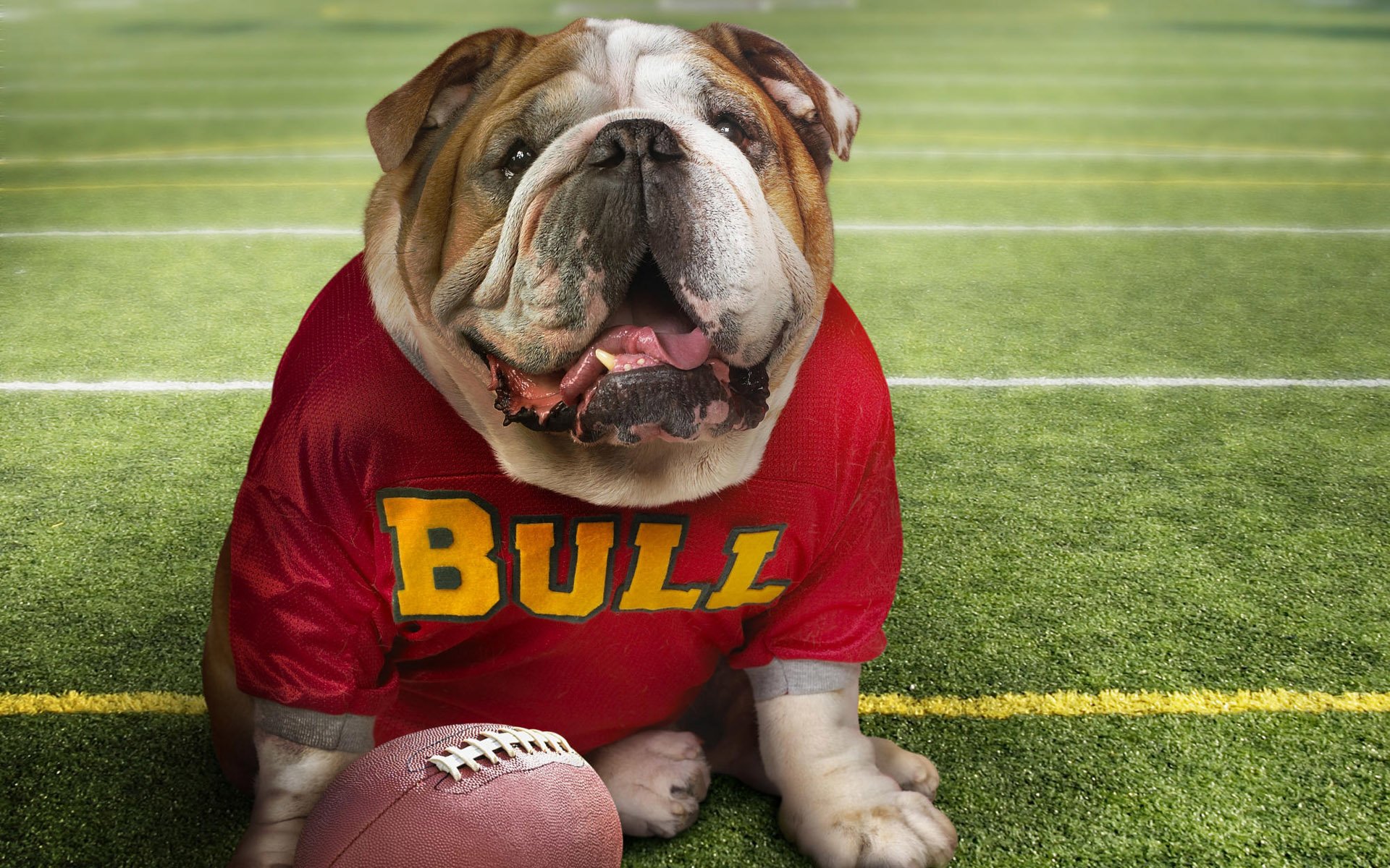 Animal bulldog Image