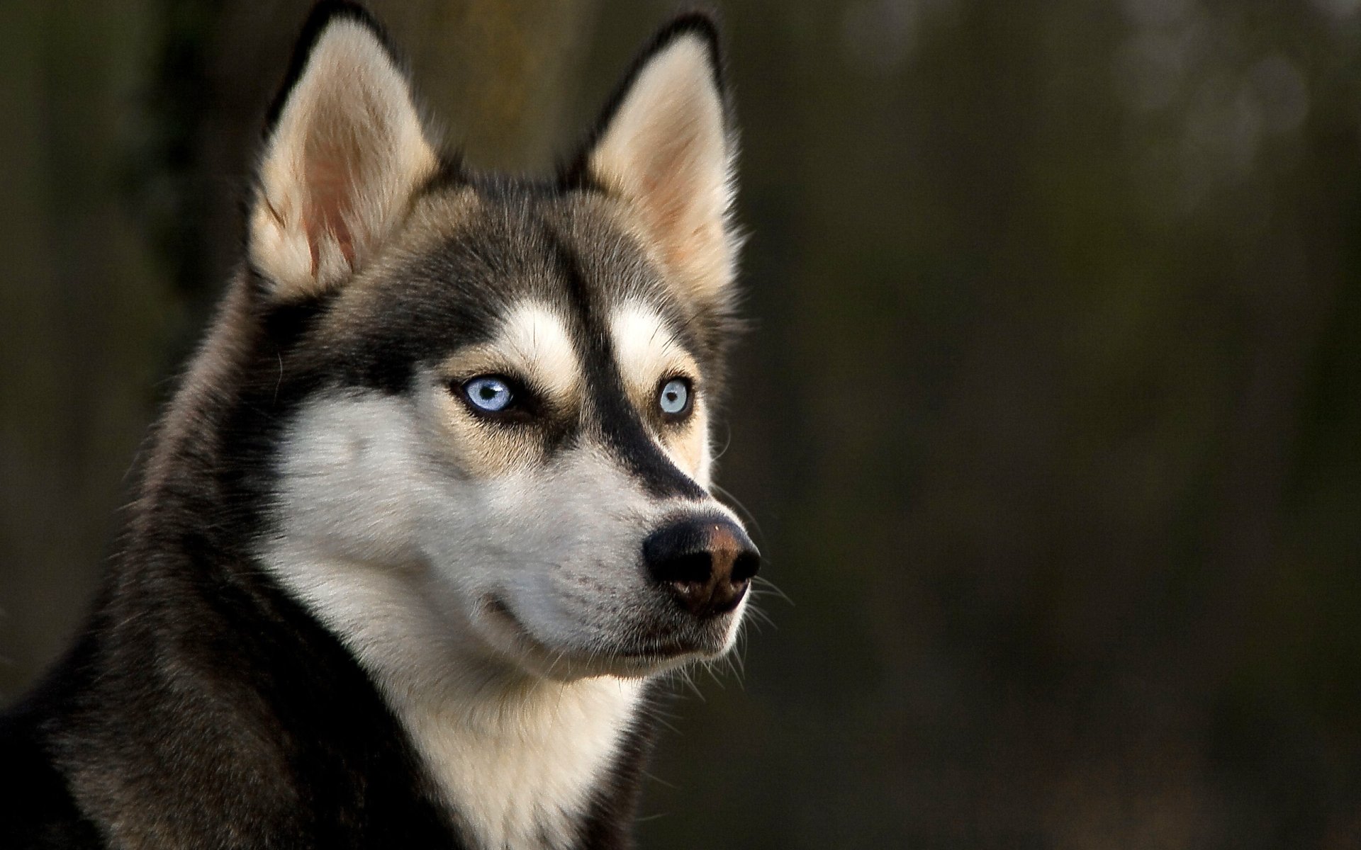 Siberian Husky Image - ID: 290214 - Image Abyss