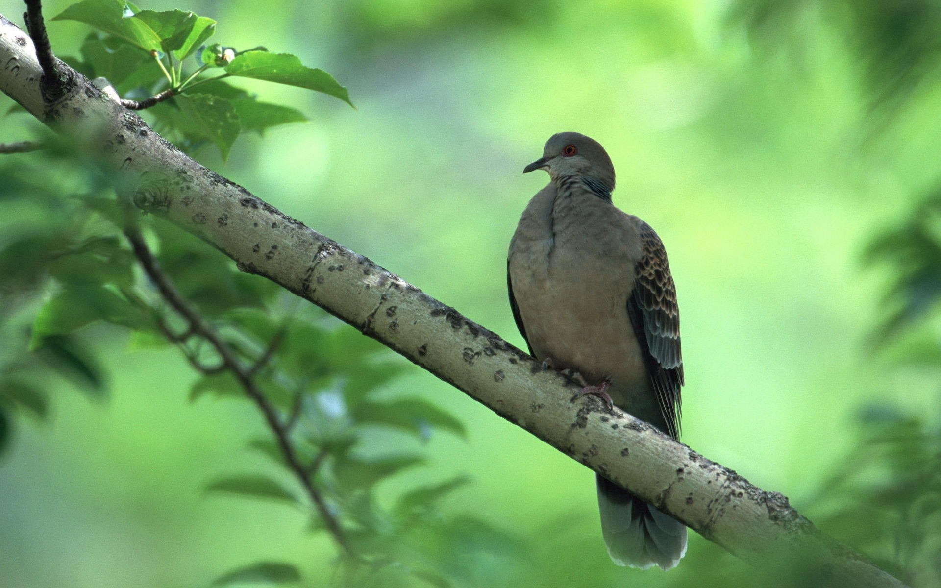 Animal collared dove Image
