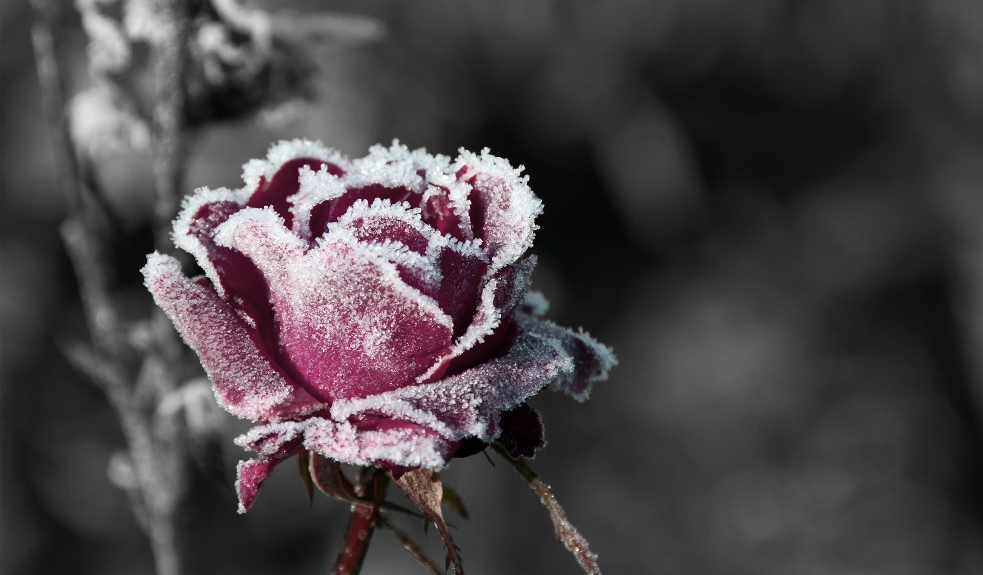 frost red rose nature rose Image