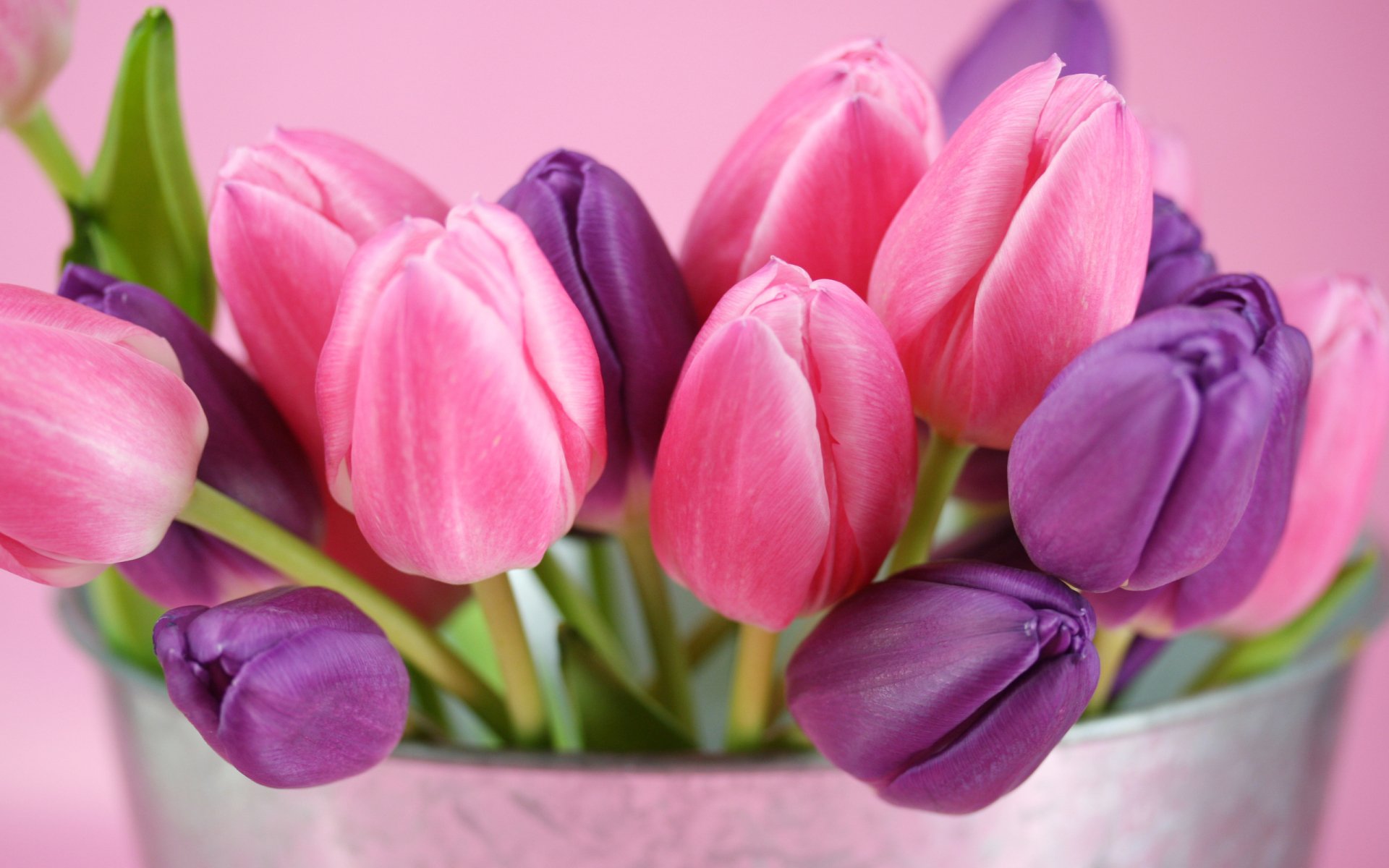 Download Flower Nature Tulip Image