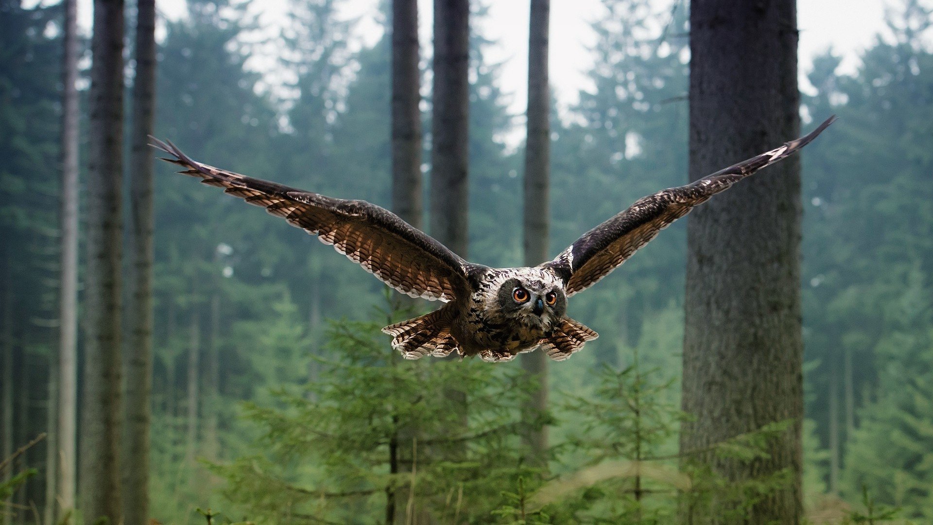 Owl bird in flight through a misty forest, an animal gliding low with wings outstretched between tall trees.
