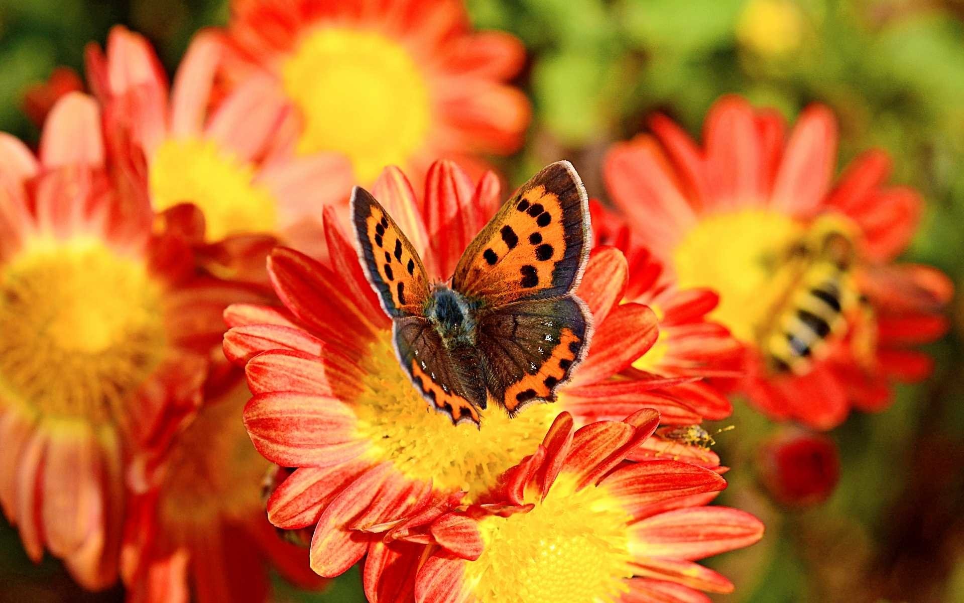Butterfly on Chrysanthemum Image ID 290267 Image Abyss