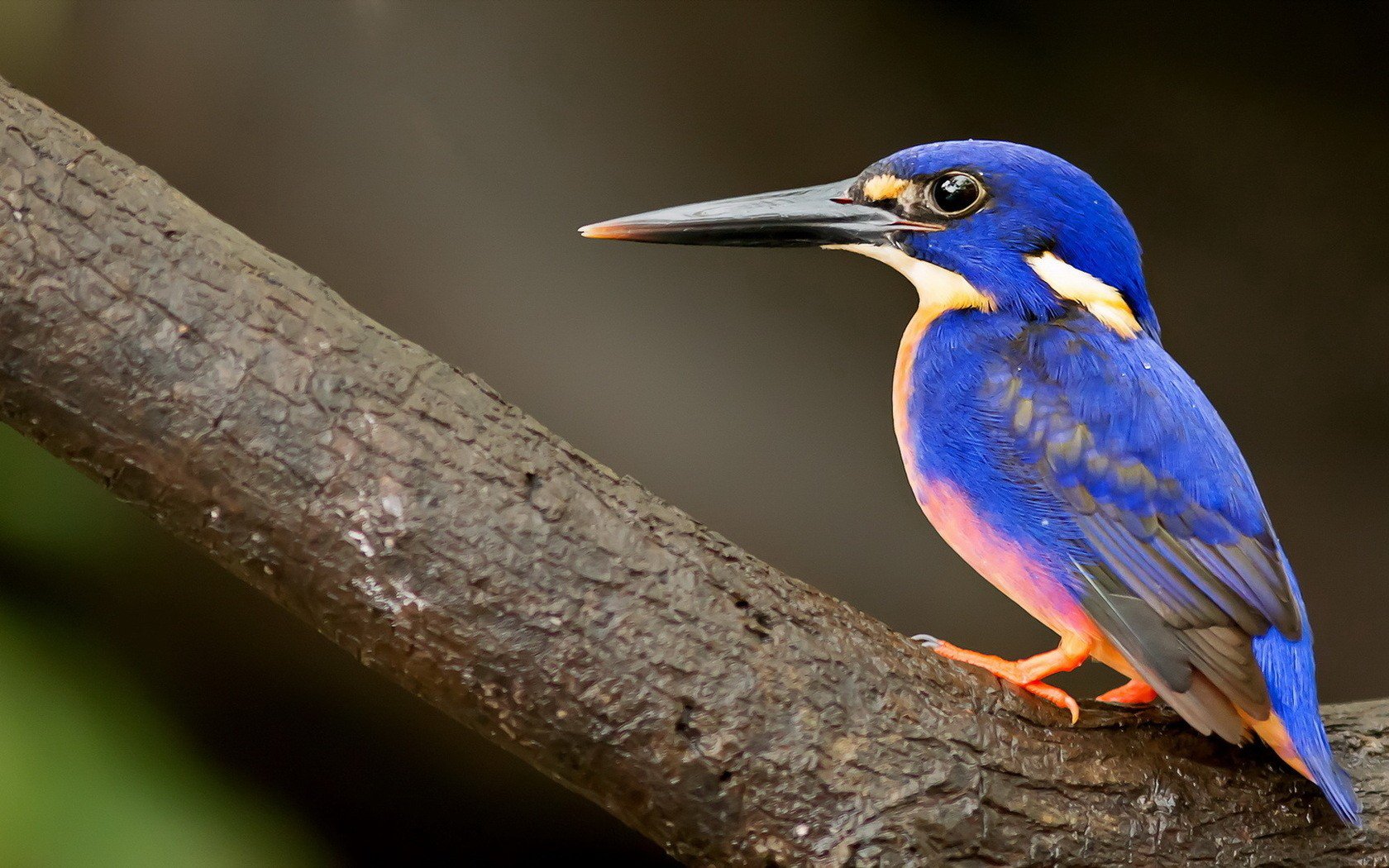 Download Bird Animal Kingfisher Image