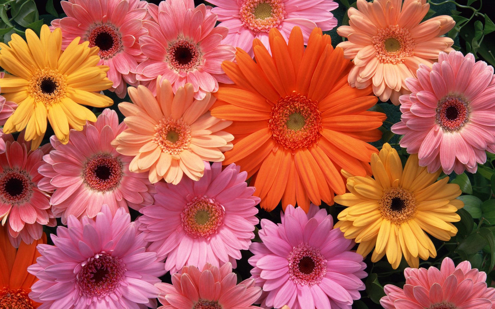 Gerbera Image ID Image Abyss