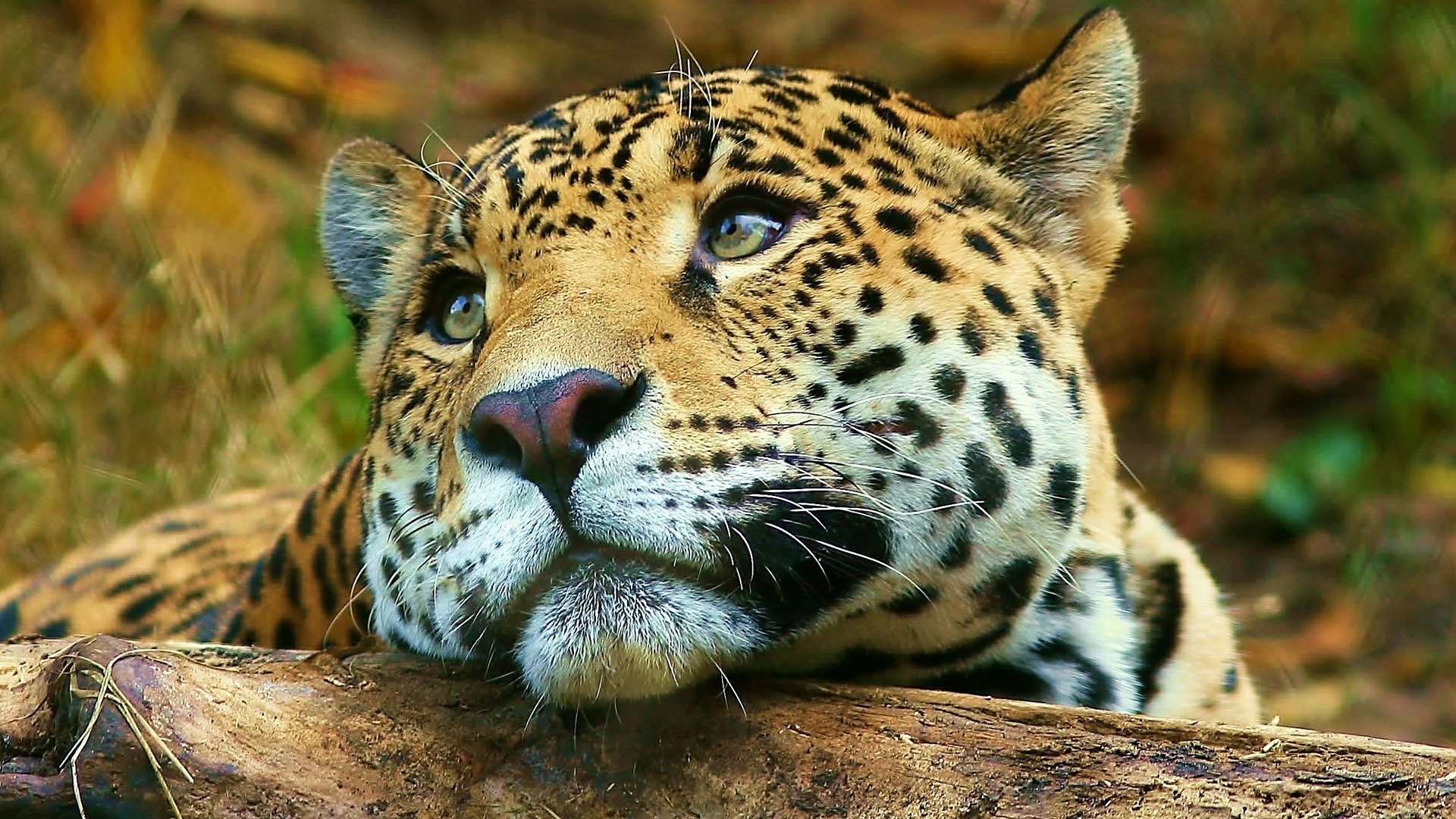 A leopard rests its head on a log, gazing thoughtfully amidst a natural, leafy background.