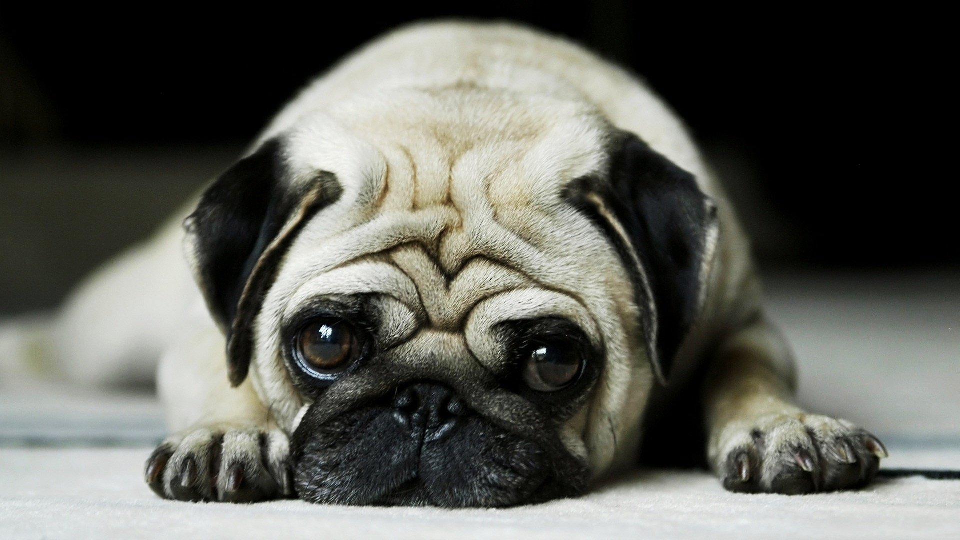 Pug dog (animal) lying flat on the floor with head between its paws, big round eyes and a deeply wrinkled forehead.