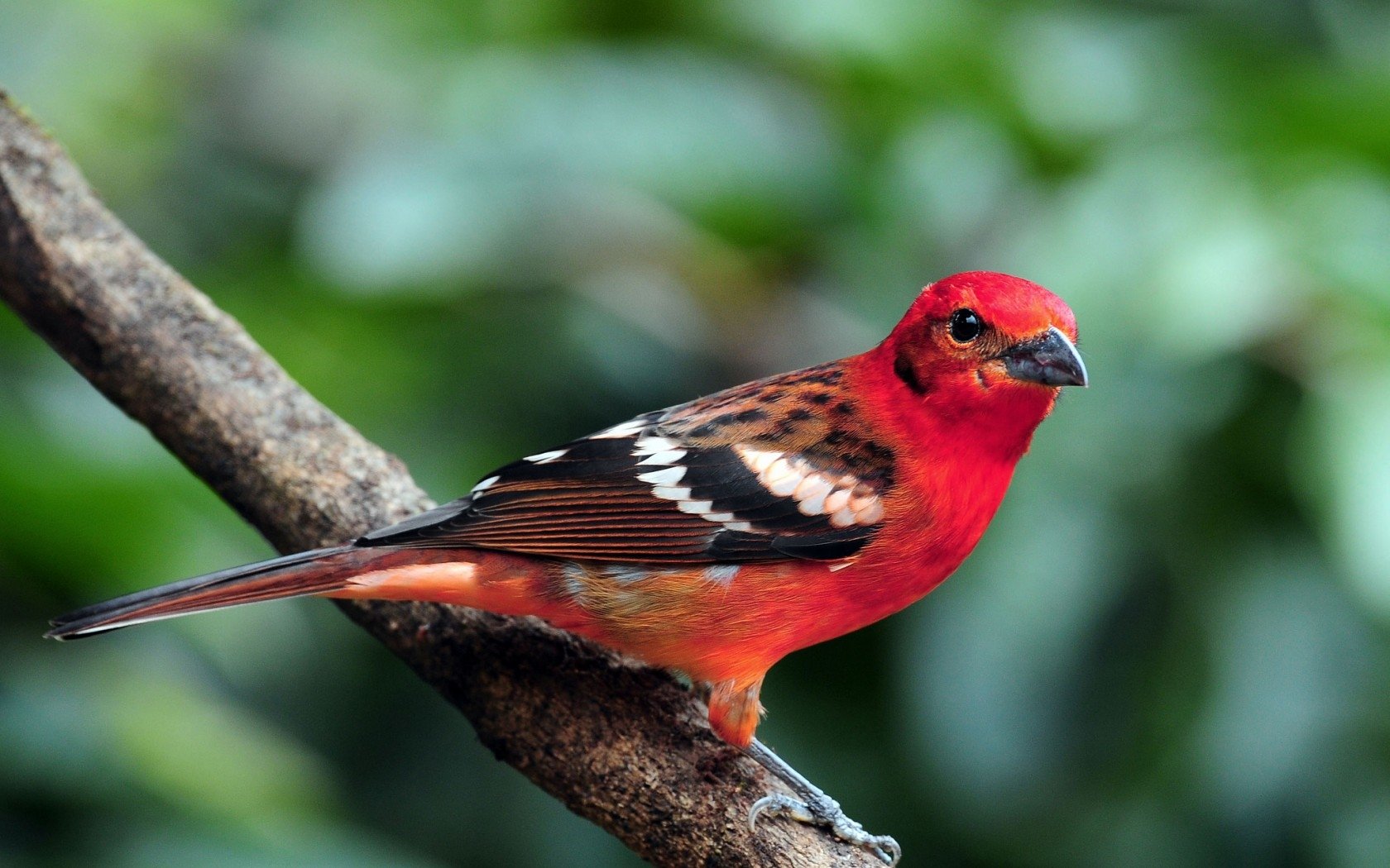 Vibrant red bird (animal) with black-and-white wing markings perched on a branch against a soft, blurred green foliage background.