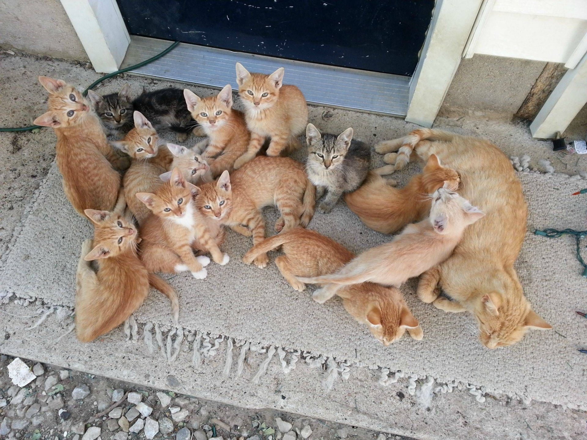 Lots of kittens Image ID 290691 Image Abyss