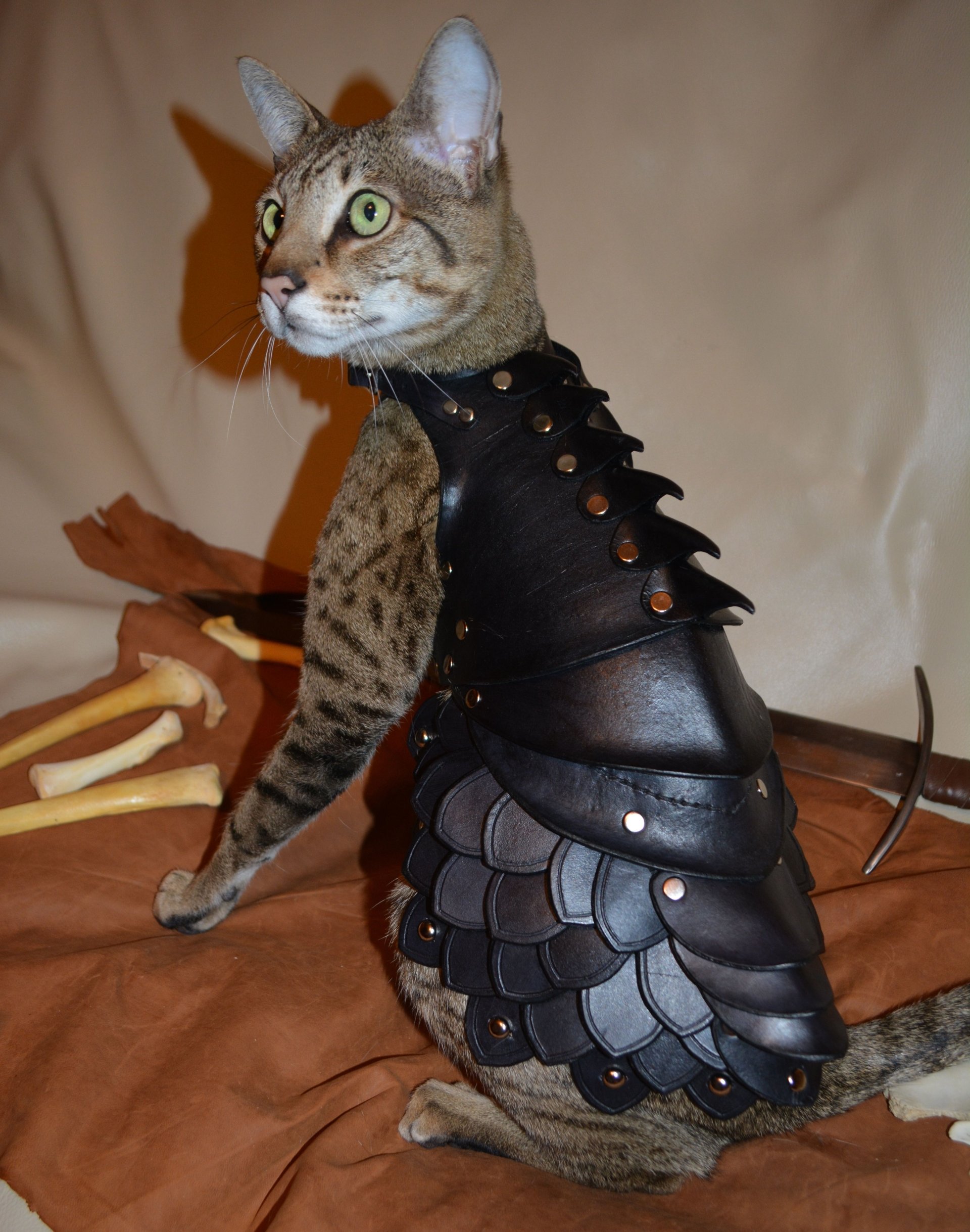 cat in battle armor Image Abyss