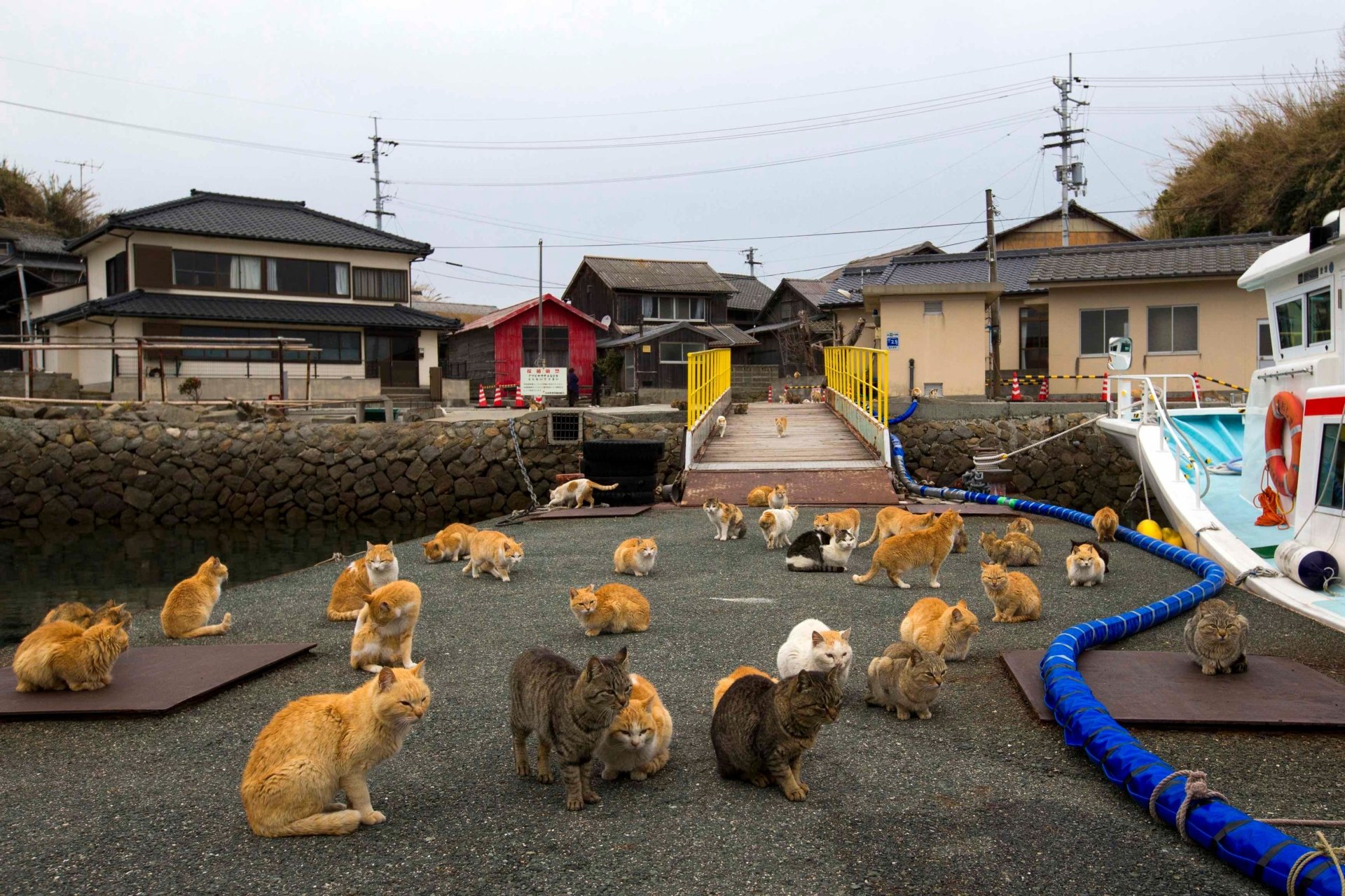  Aoshima, Japan, cat island