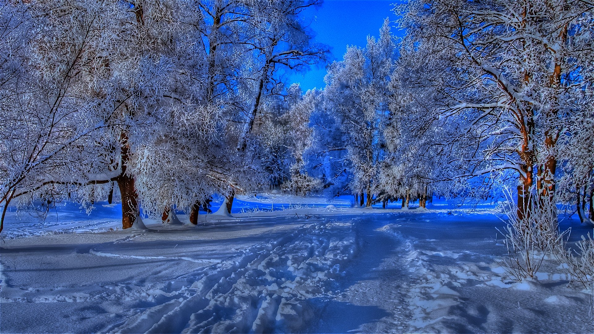 dusk-in-winter-forest-image-id-290760-image-abyss