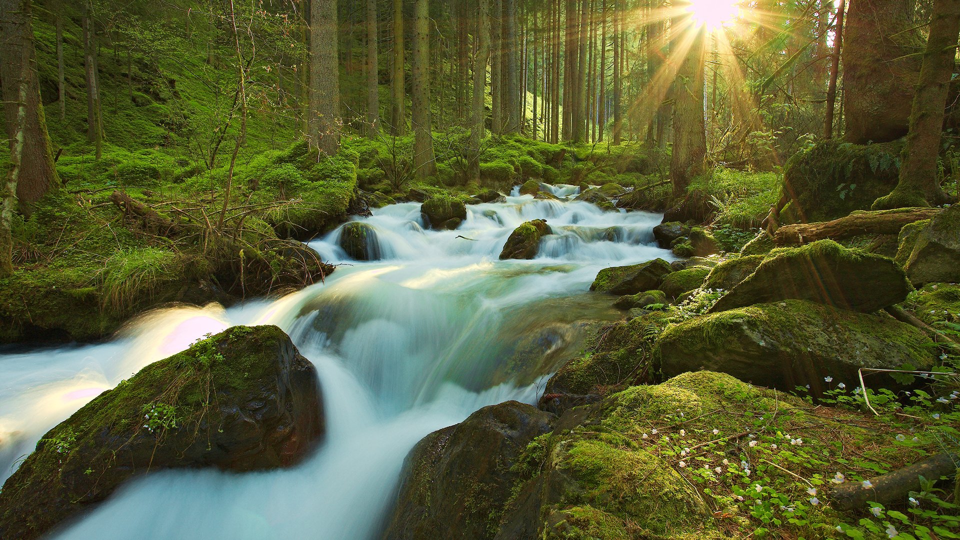 Download Nature Stream Image