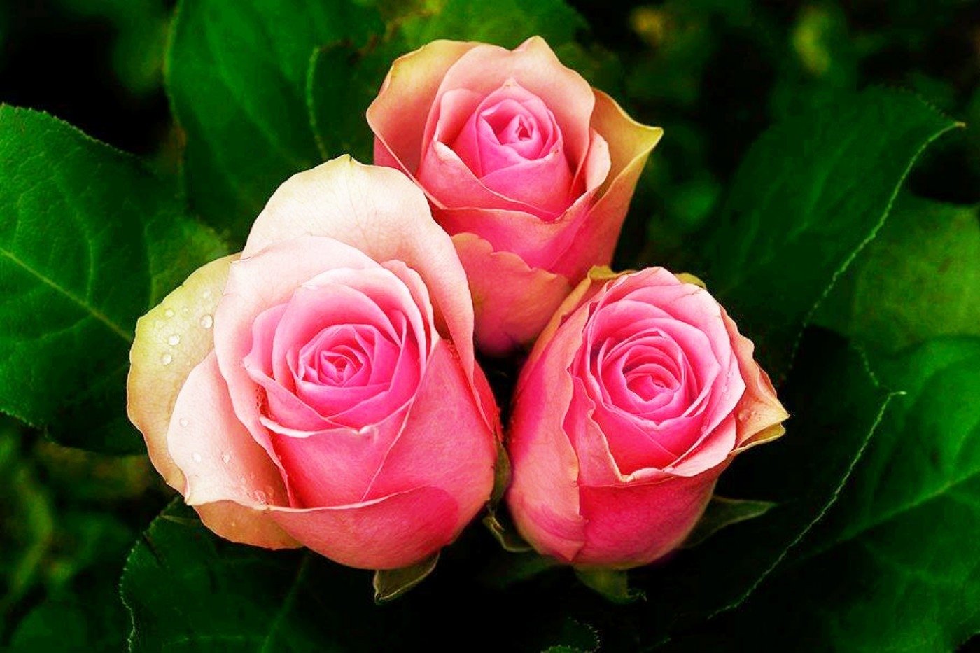 Three elegant pink roses nestled among vibrant green leaves, showcasing the beauty of nature and floral charm.