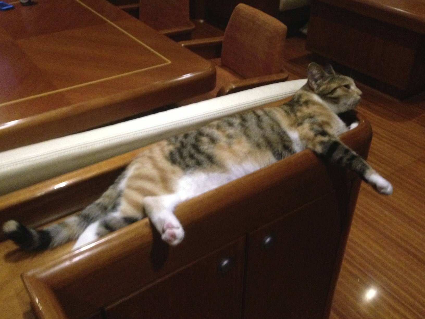  Captain Lizzy Clark and Amelia the cat by Lizzy Clark