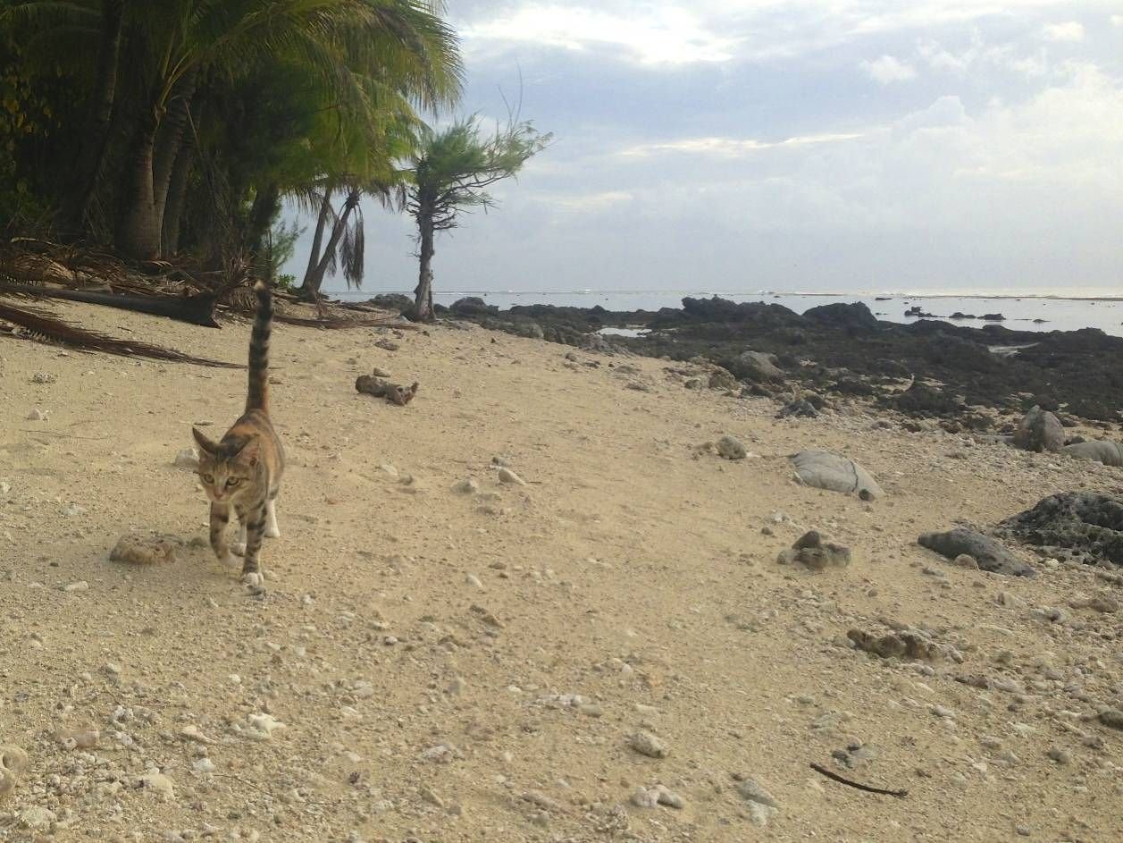  Captain Lizzy Clark and Amelia the cat by Lizzy Clark