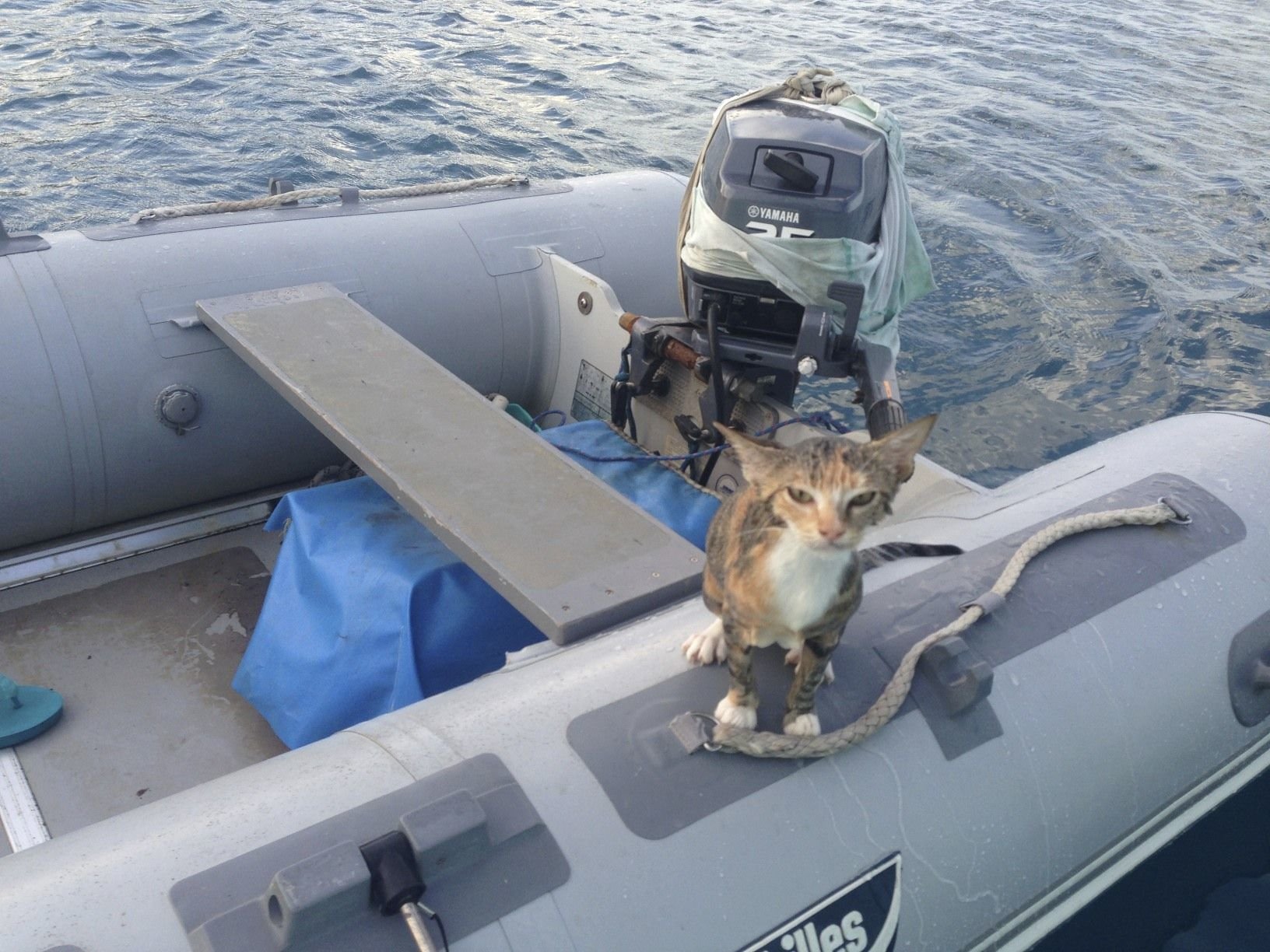 Captain Lizzy Clark and Amelia the cat by Lizzy Clark