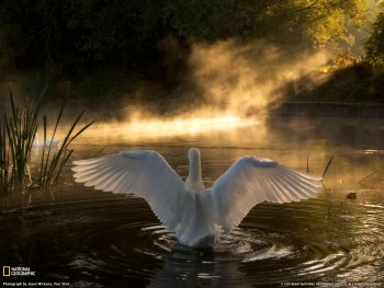 Preview Image 290160