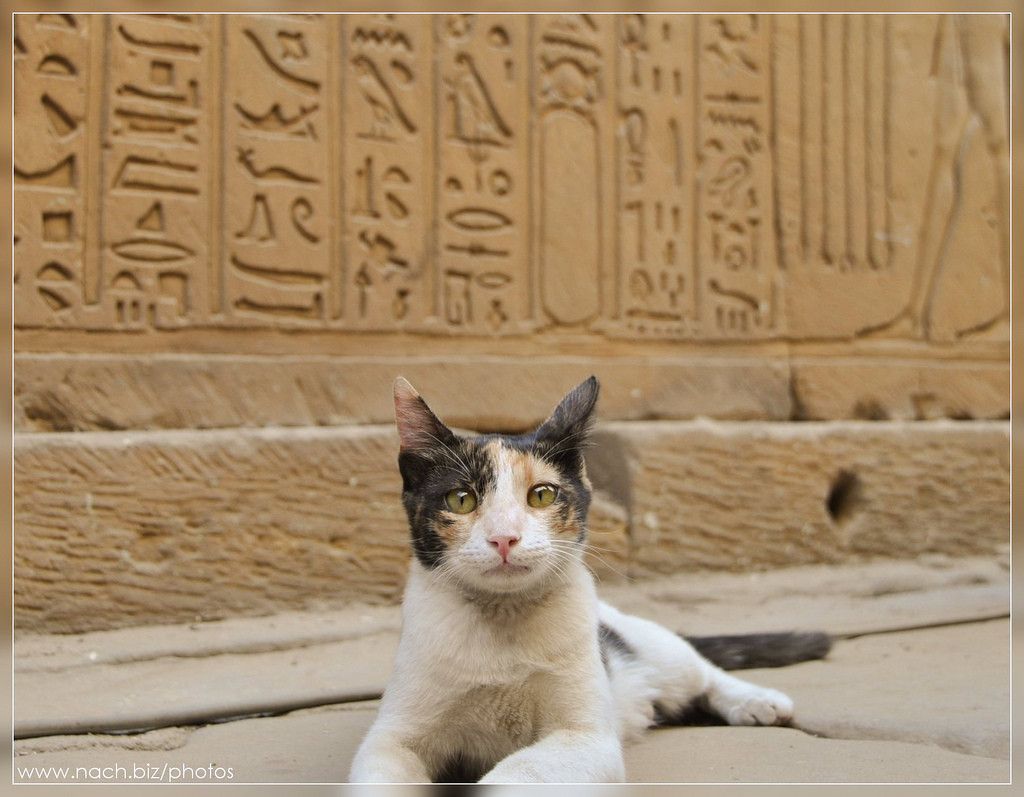 cat on vacation A hieroglyphics wall in Egypt Image Abyss