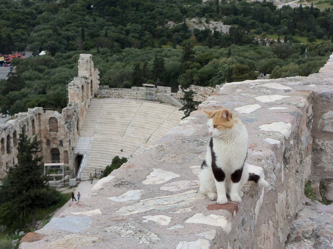 Cat On Vacation - The Acropolis In Athens - Image Abyss