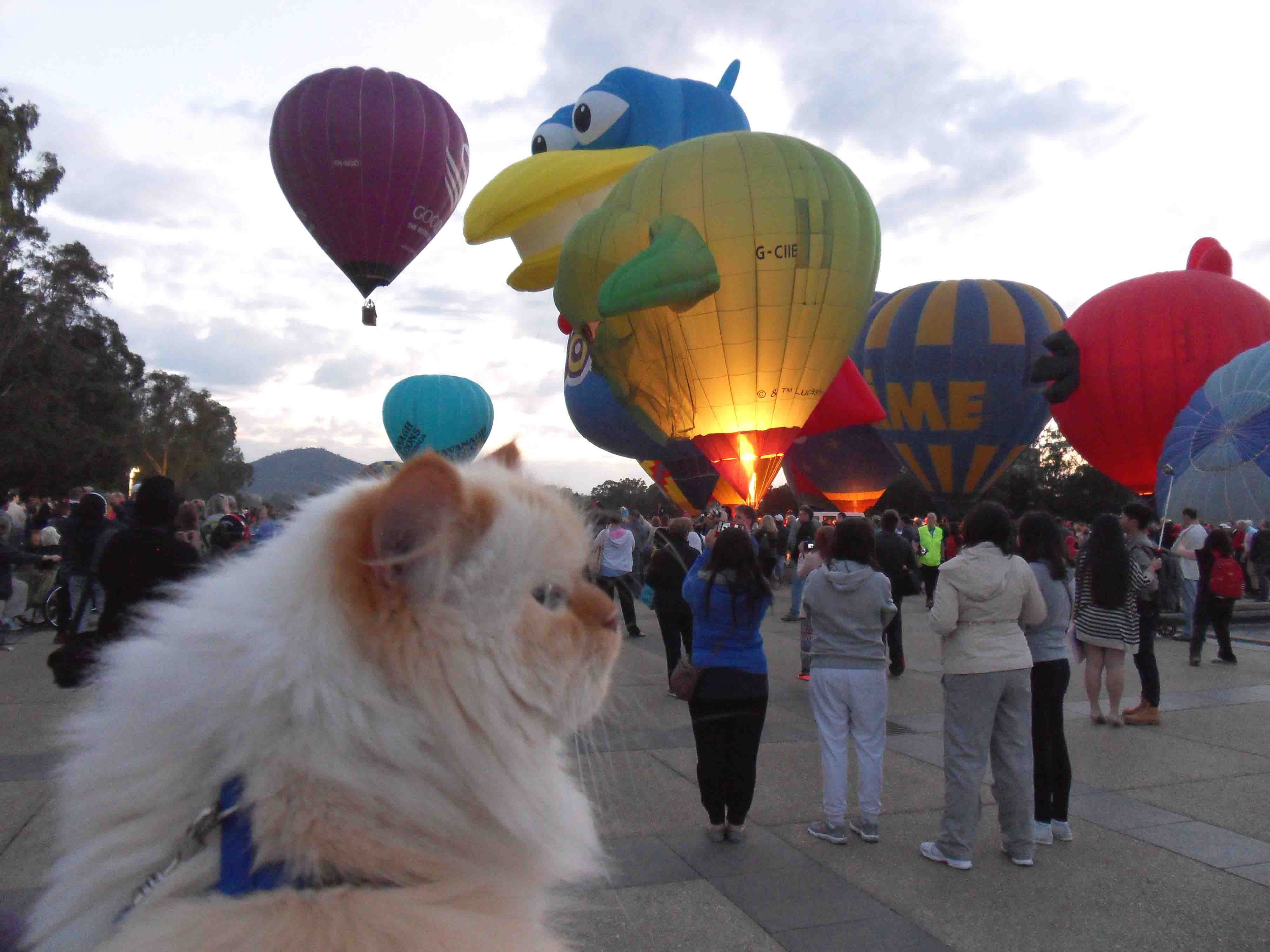 cat-s-vacation-on-an-amusement-park-image-abyss