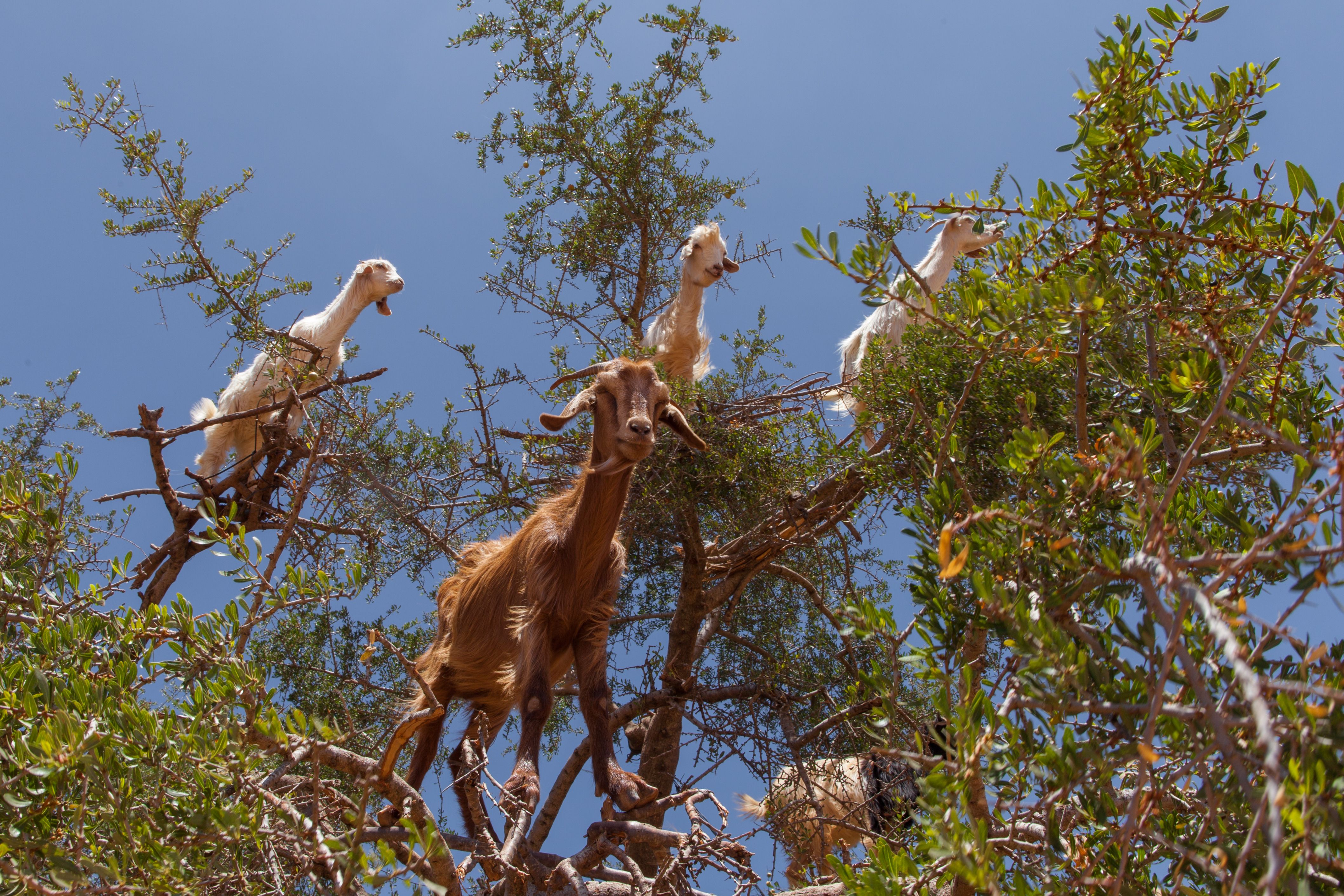 Barcelona goats in an argan tree