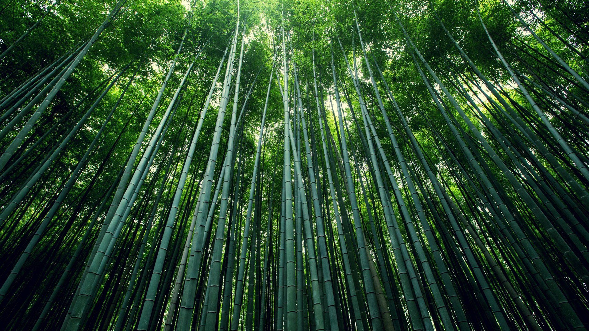 Bamboo Picture