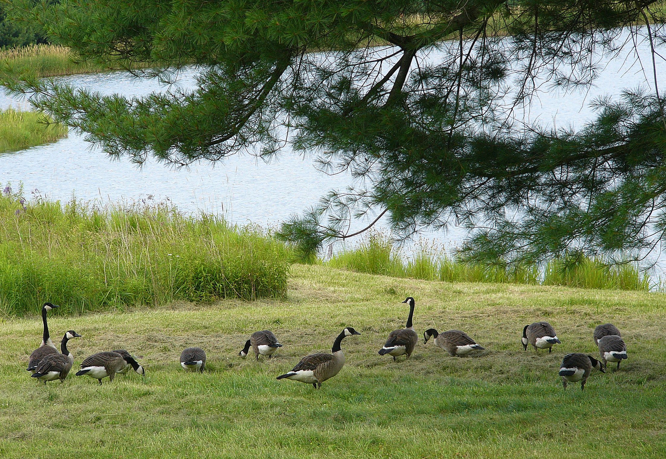 geese walking ahead of me by durkeema - Image Abyss