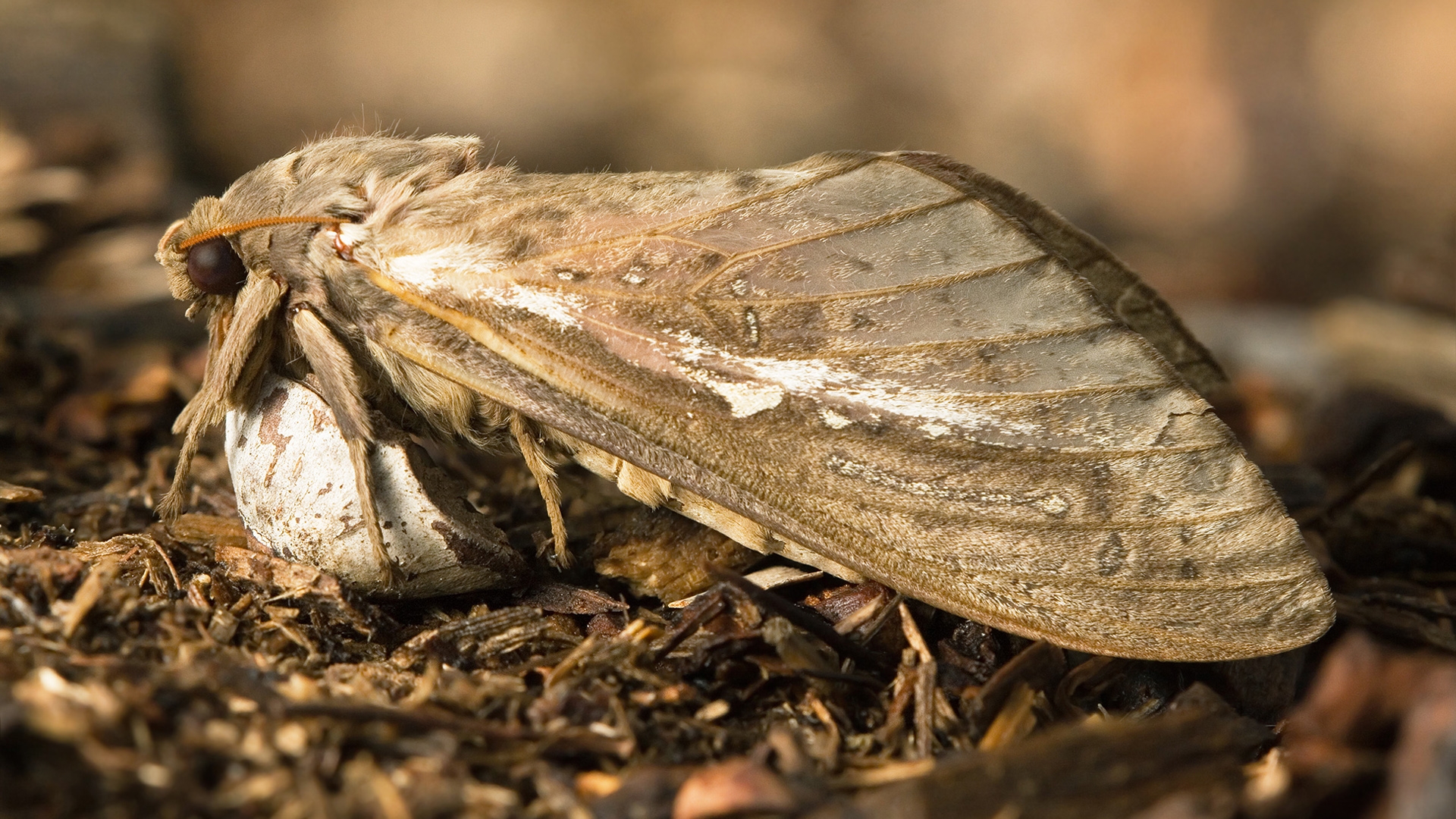 Abantiades latipennis, Pindi moth