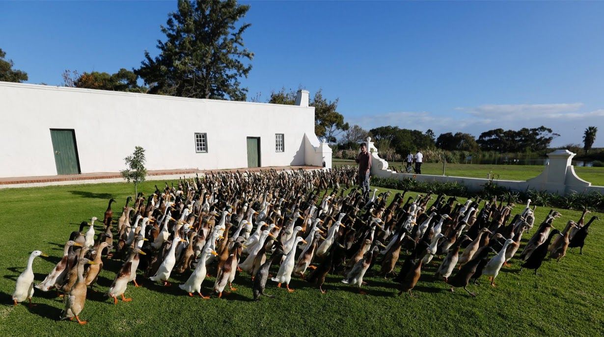 Indian Runner ducks are seen at a vineyard at the Vergenoegd wine estate near Ca Image Abyss