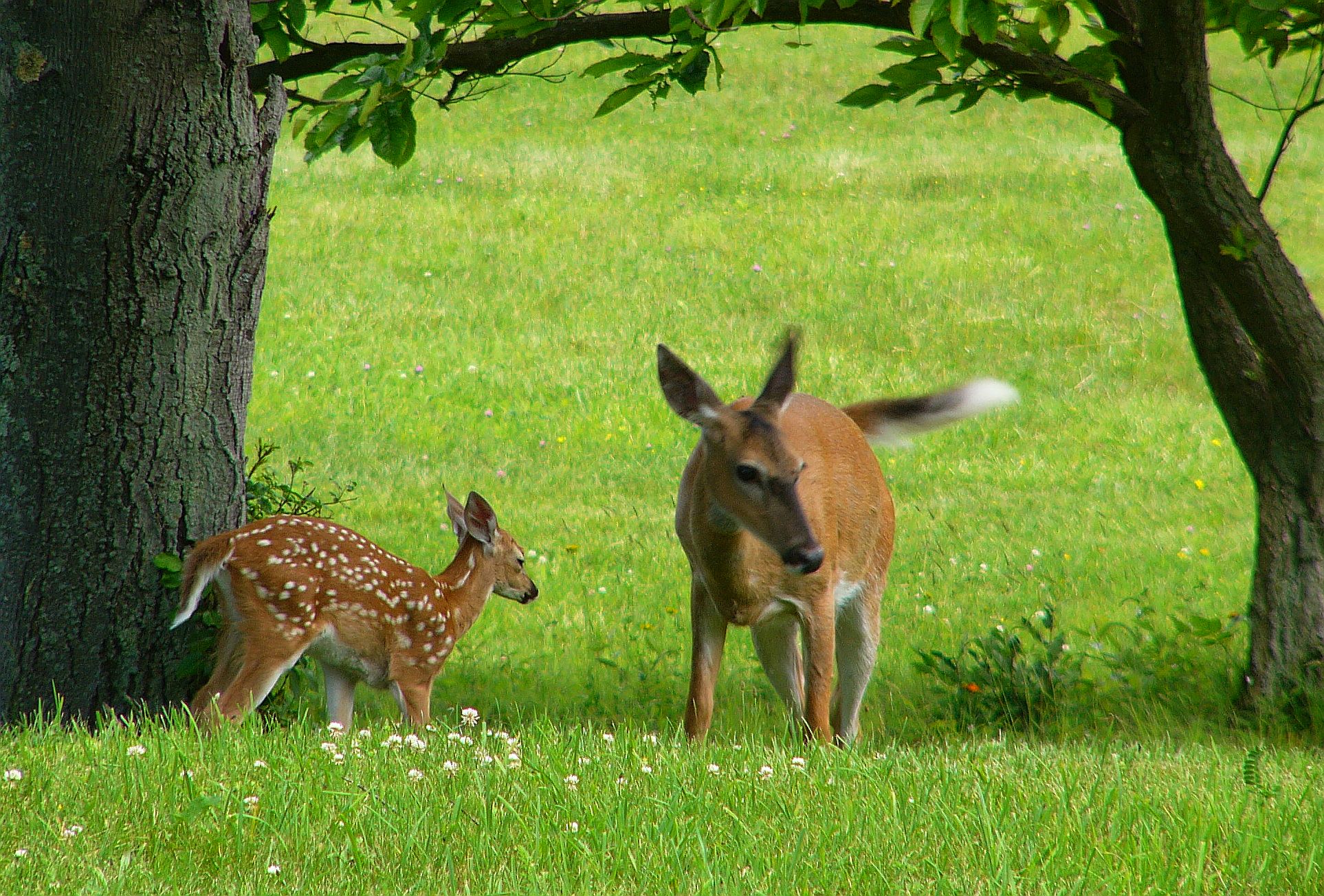 a doe and her fawn by durkeema