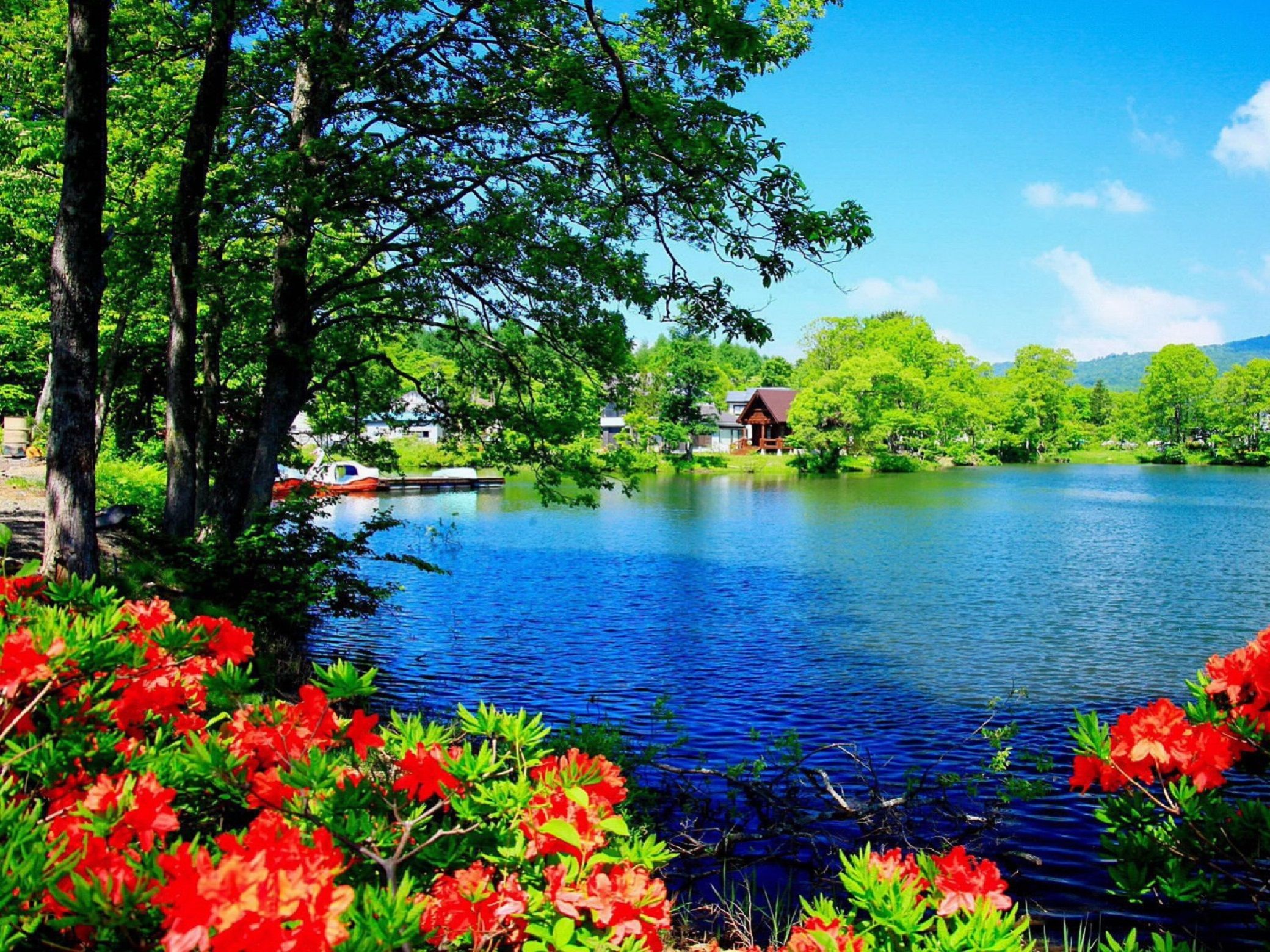 flowers and lake Image - ID: 291416 - Image Abyss
