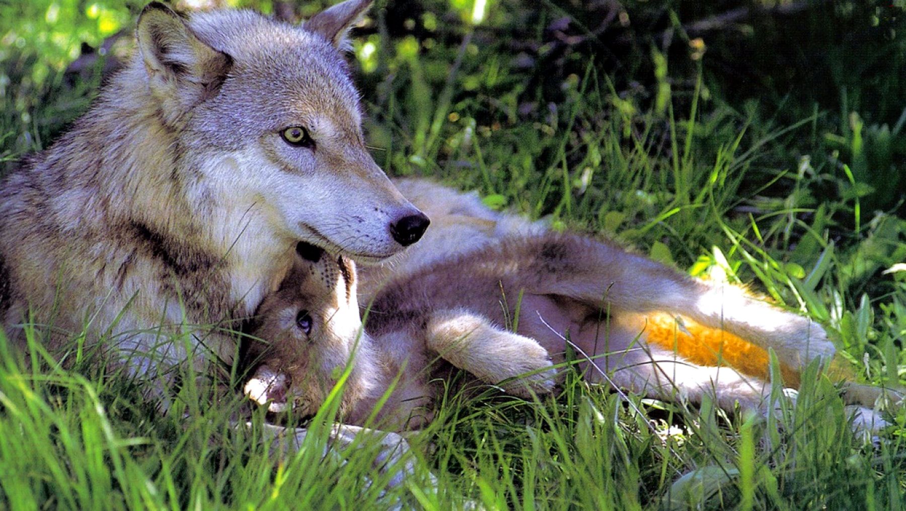 Wolf with Her Pup
