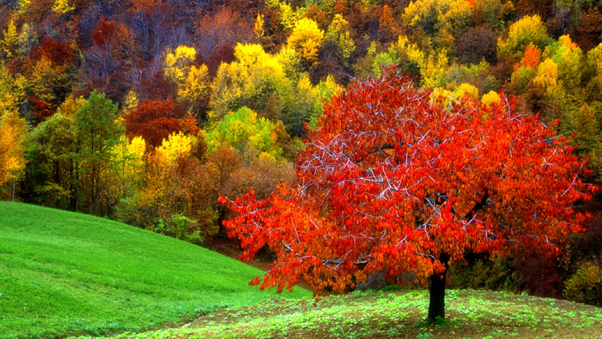 Red Autumn Tree - Image Abyss