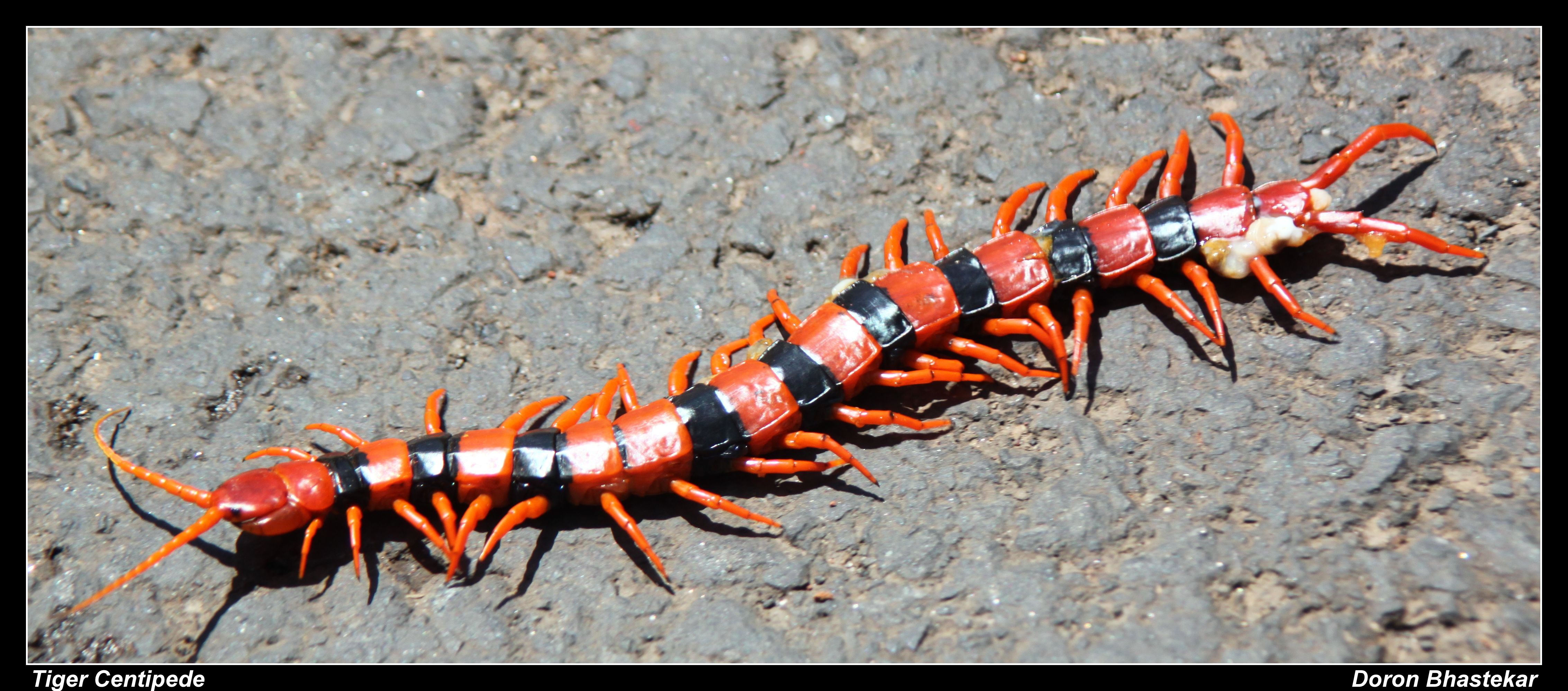 Tiger Centipede - Image Abyss