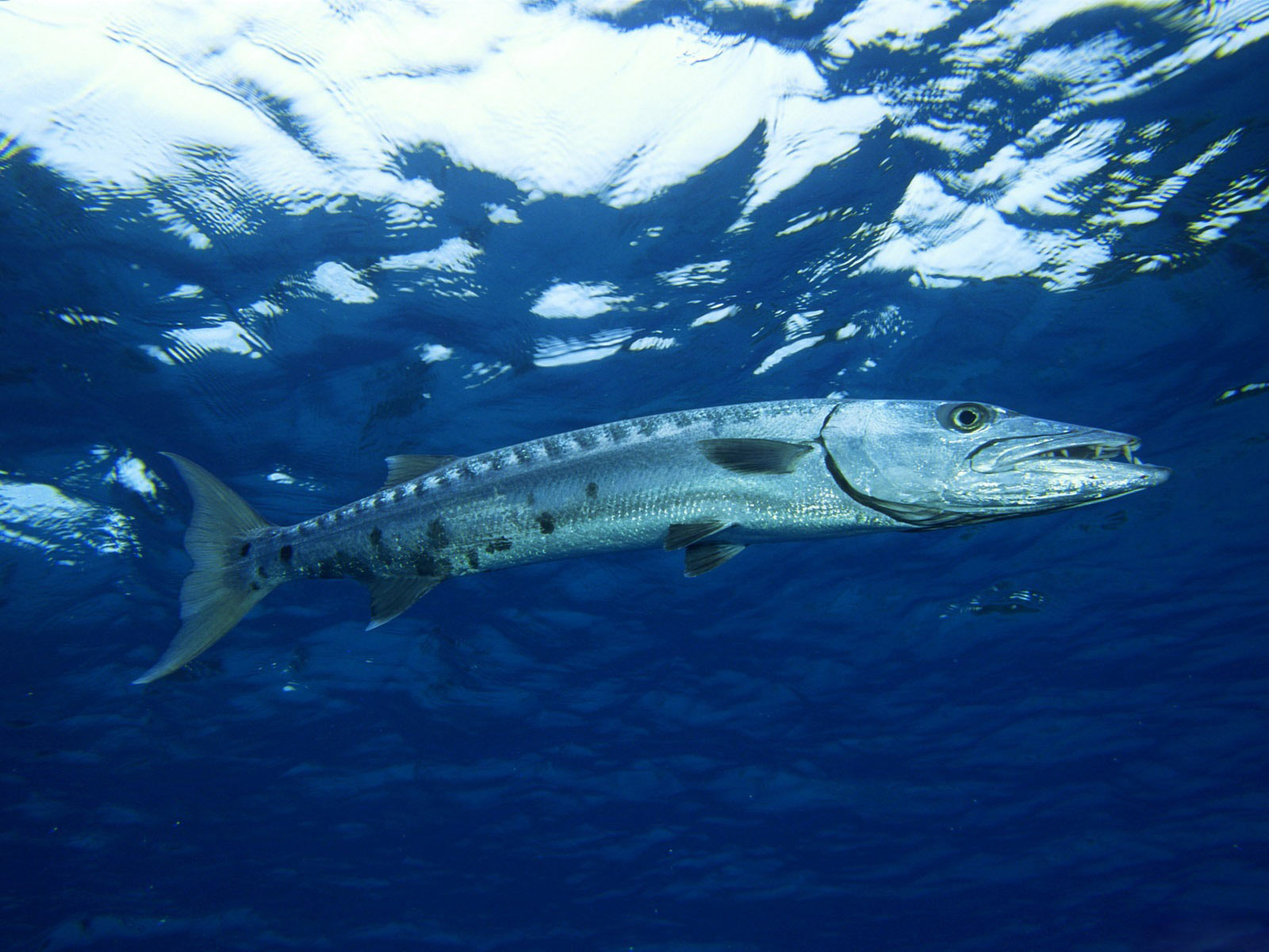 Barracuda Picture