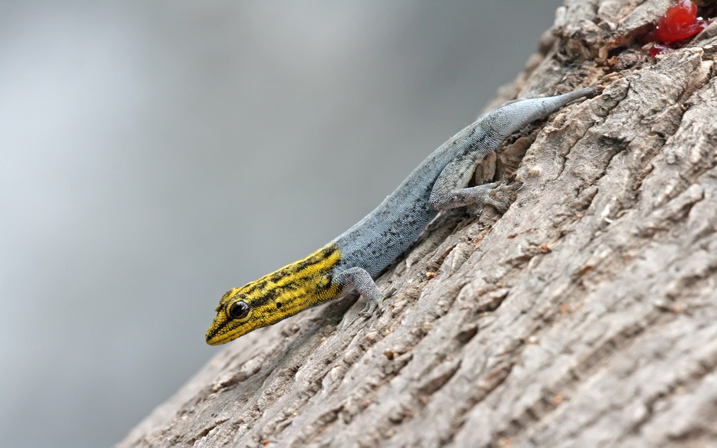 Yellow Headed Dwarf Gecko