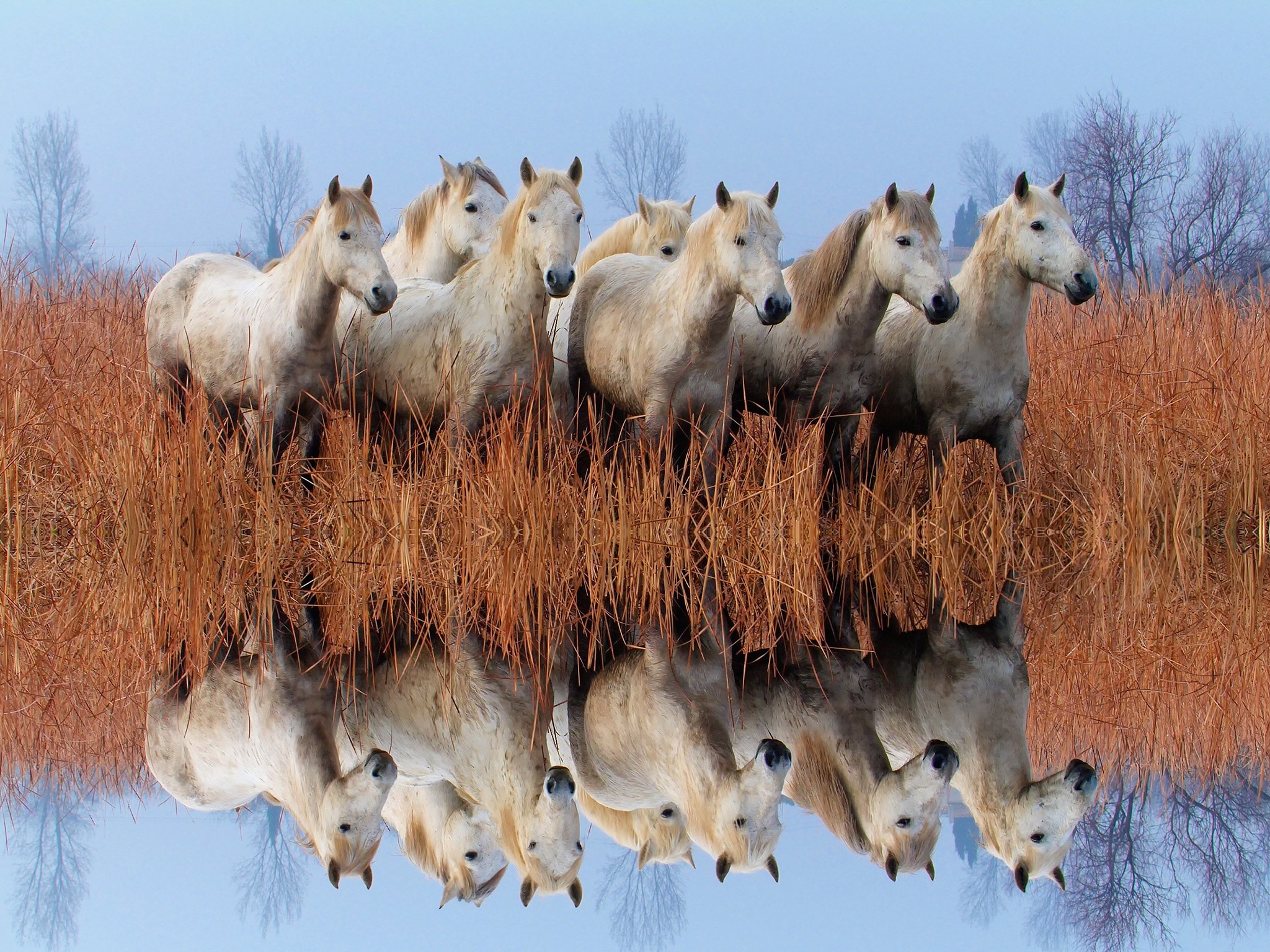 camargue horses provence france Image Abyss