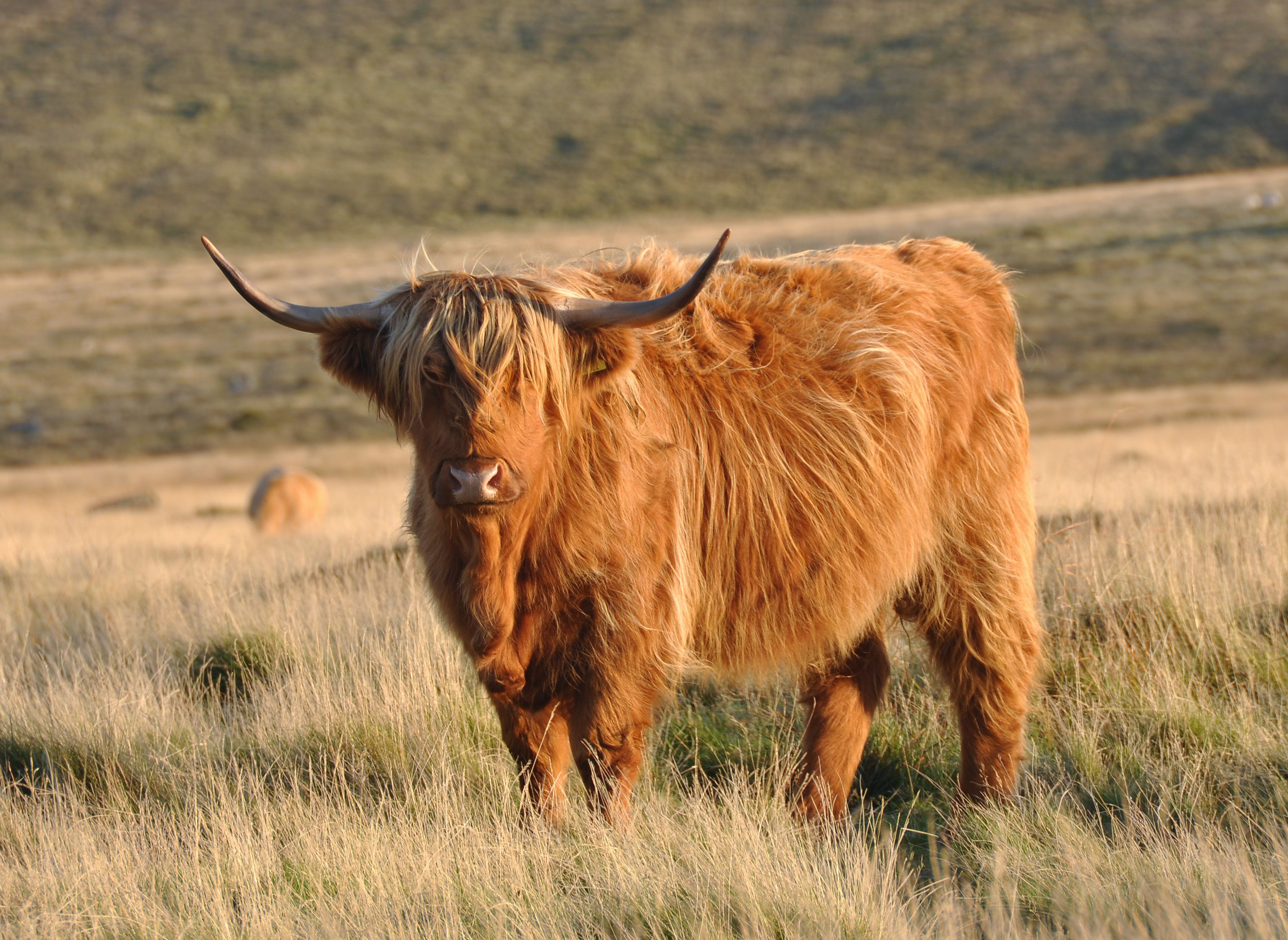 highland cows